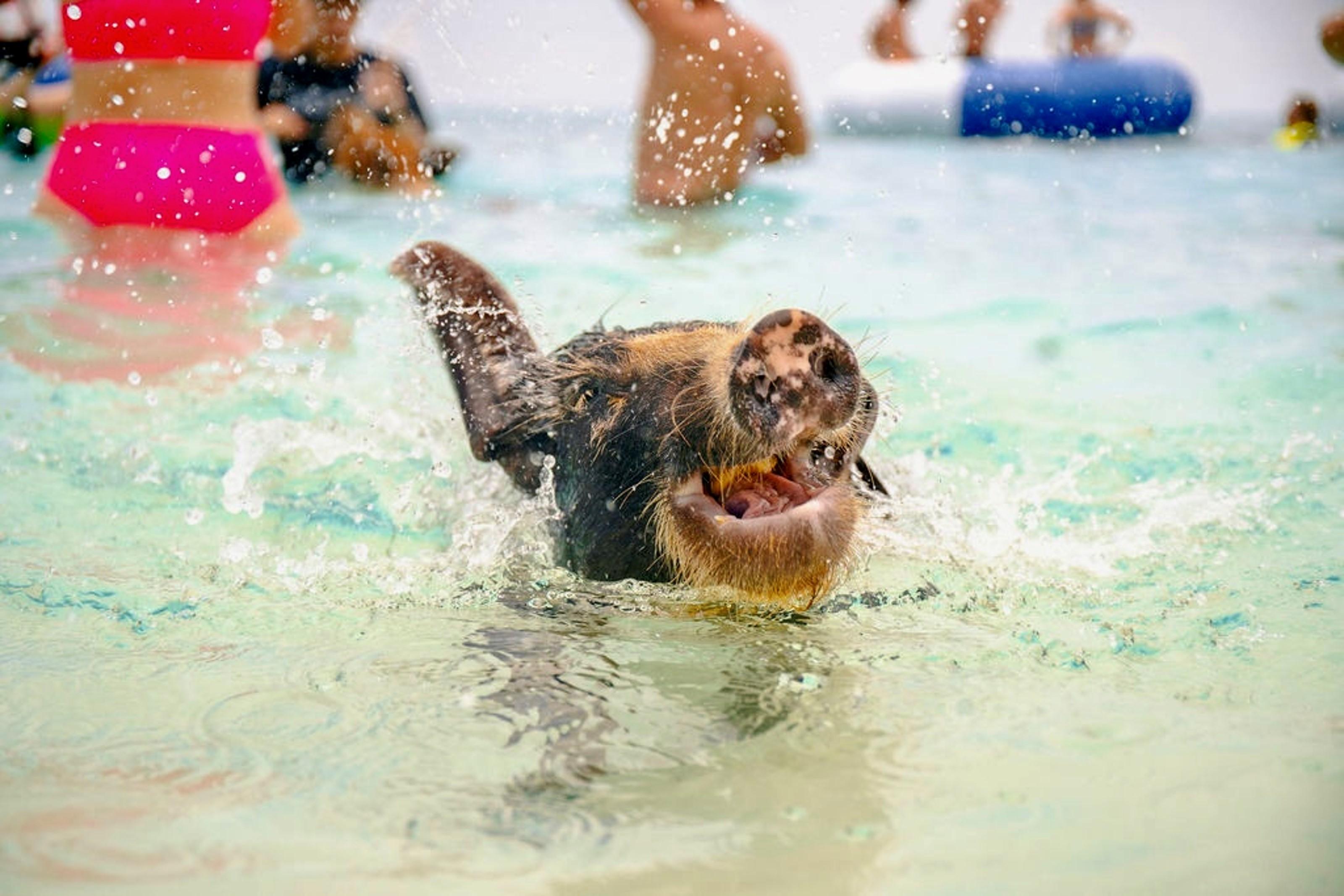 Nassau: Rose Island Swimming Pigs and Beach Day Group Tour – Nassau, Bahamas