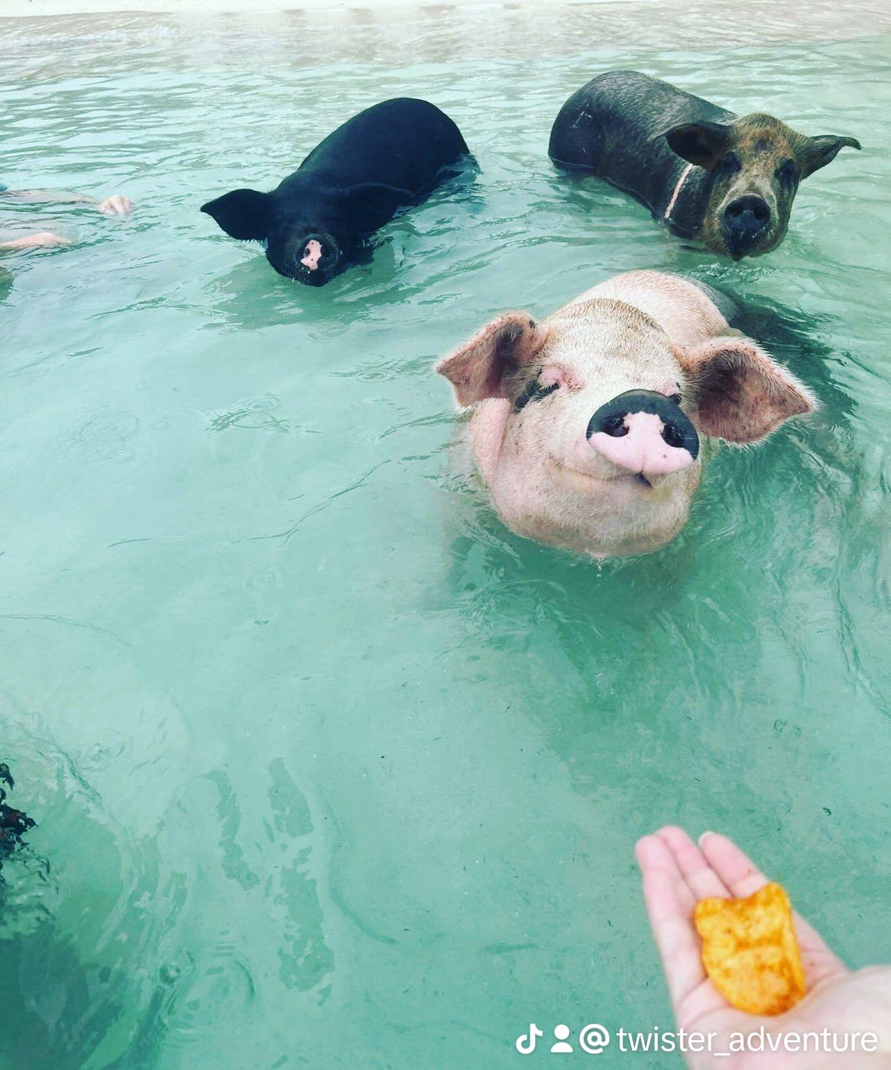 Nassau: Snorkeling, Swimming Pigs, Turtles & beach bar – Pig Beach, Bahamas