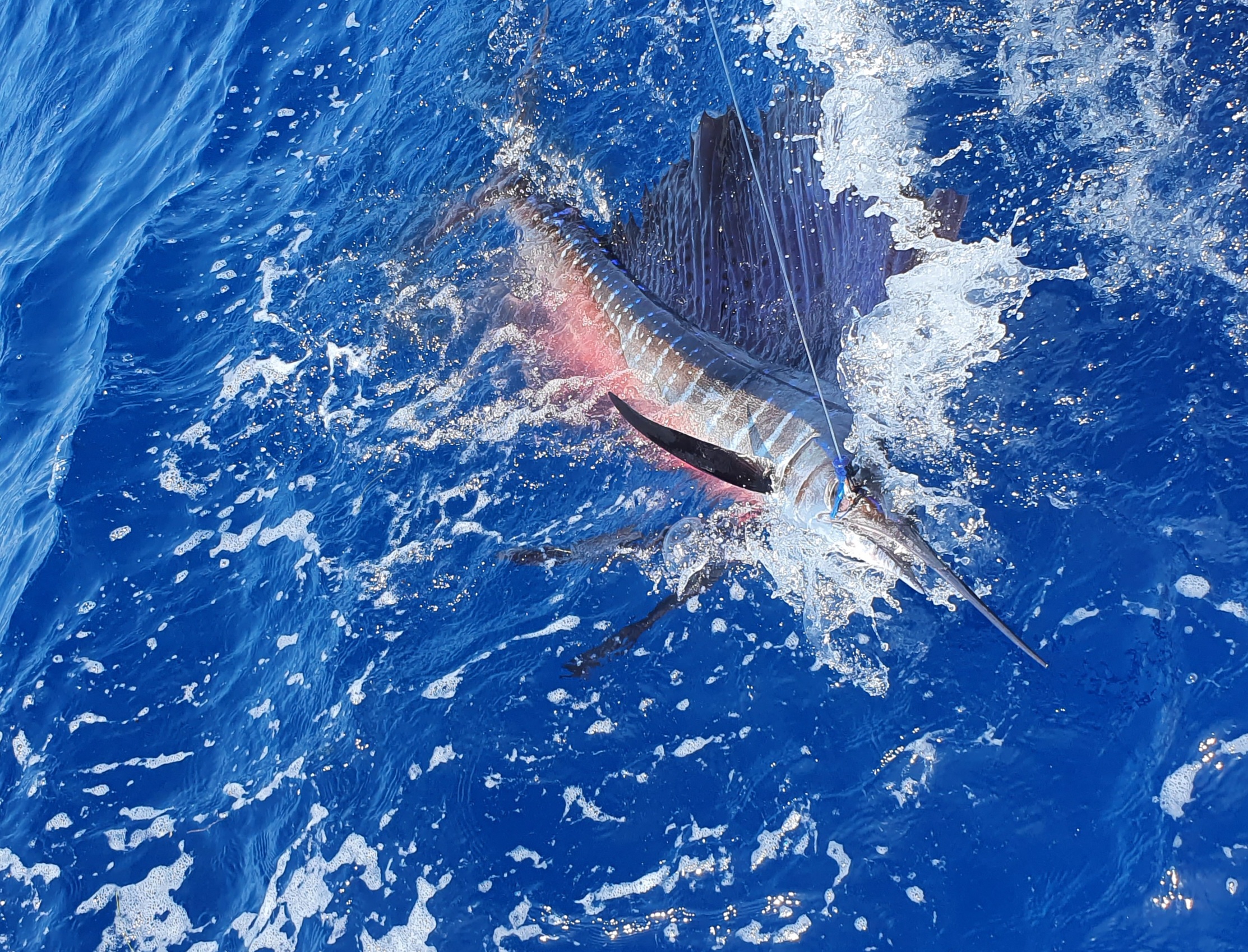 Nassau: Sport-fishing private charter . – Nassau, Bahamas