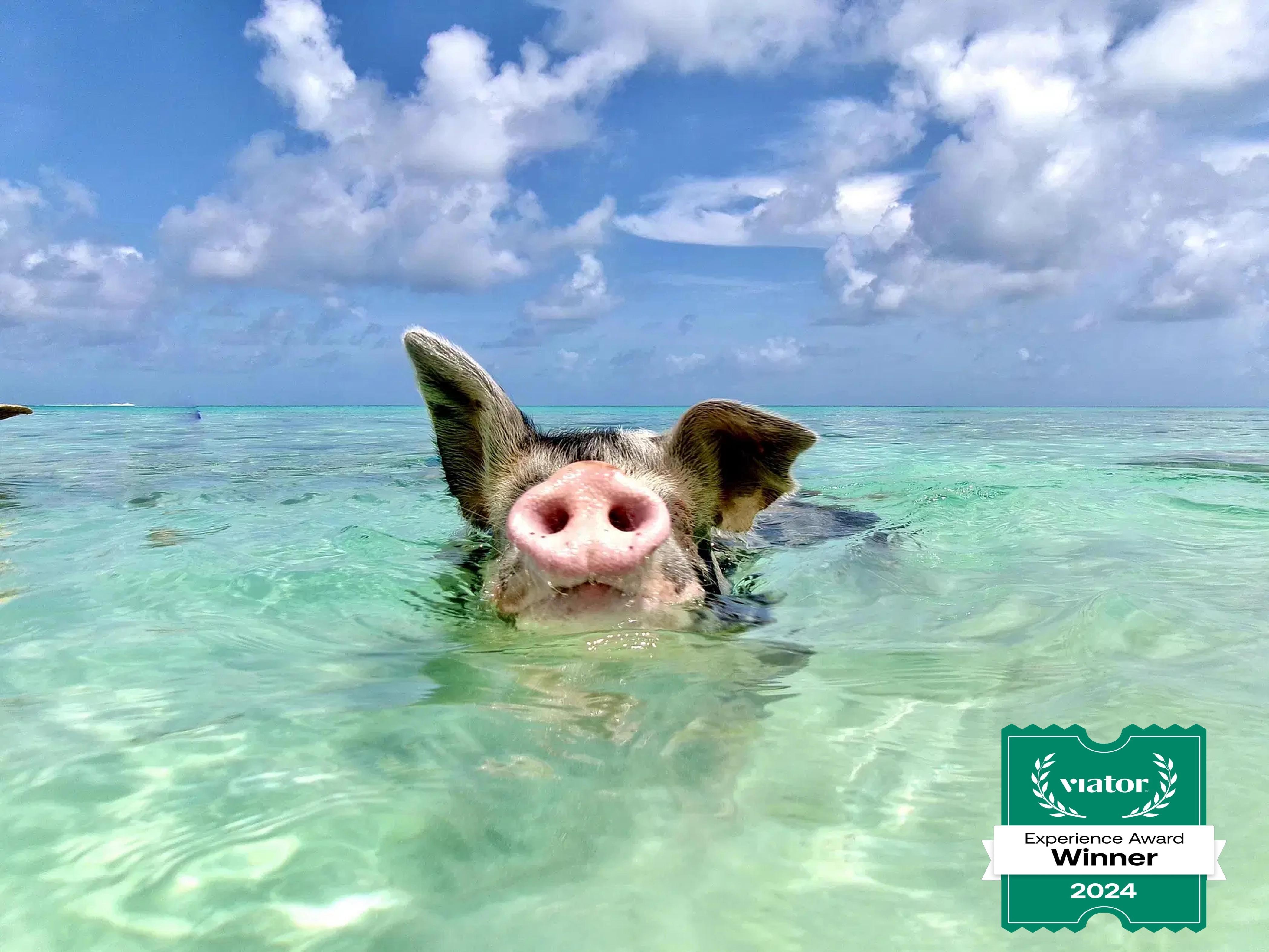 Nassau: Swimming Pigs and Private Beach Club Trip with Lunch – Nassau, Bahamas