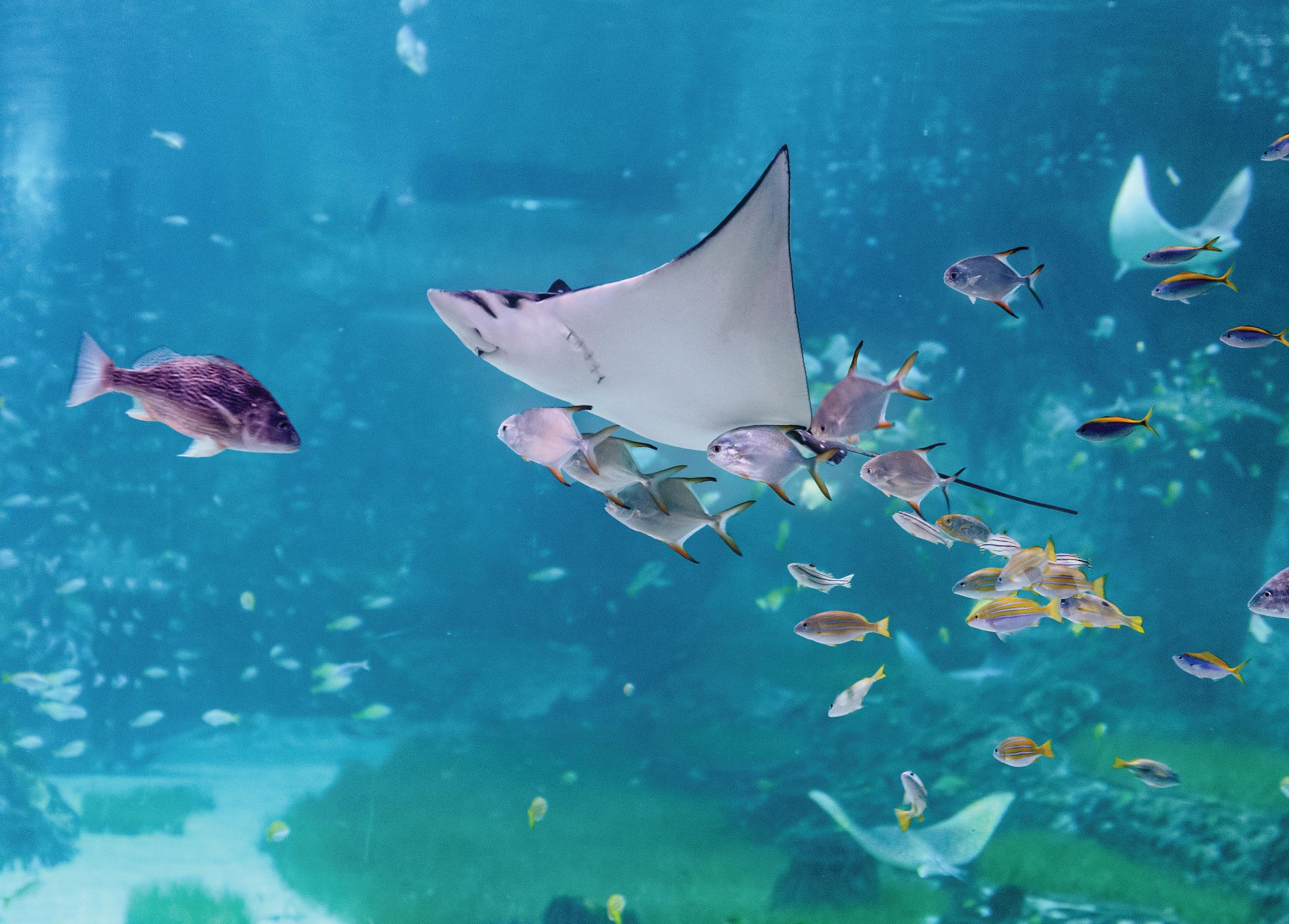National Aquarium & Adrenark Adventure Combo Ticket – Abu Dhabi, United Arab Emirates