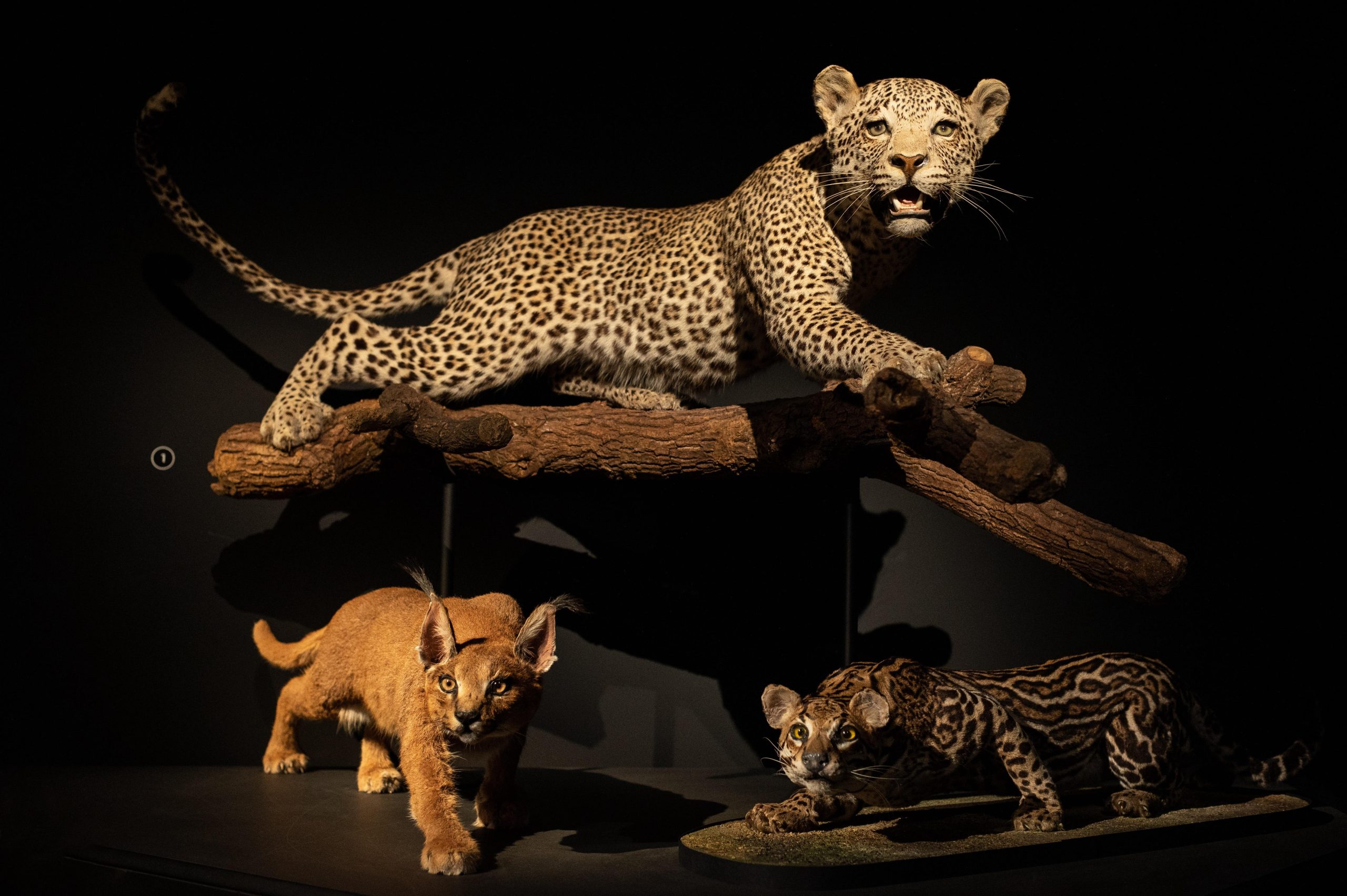 Natural History Museum LA: Entry + Fierce! The Story of Cats – Los Angeles, California