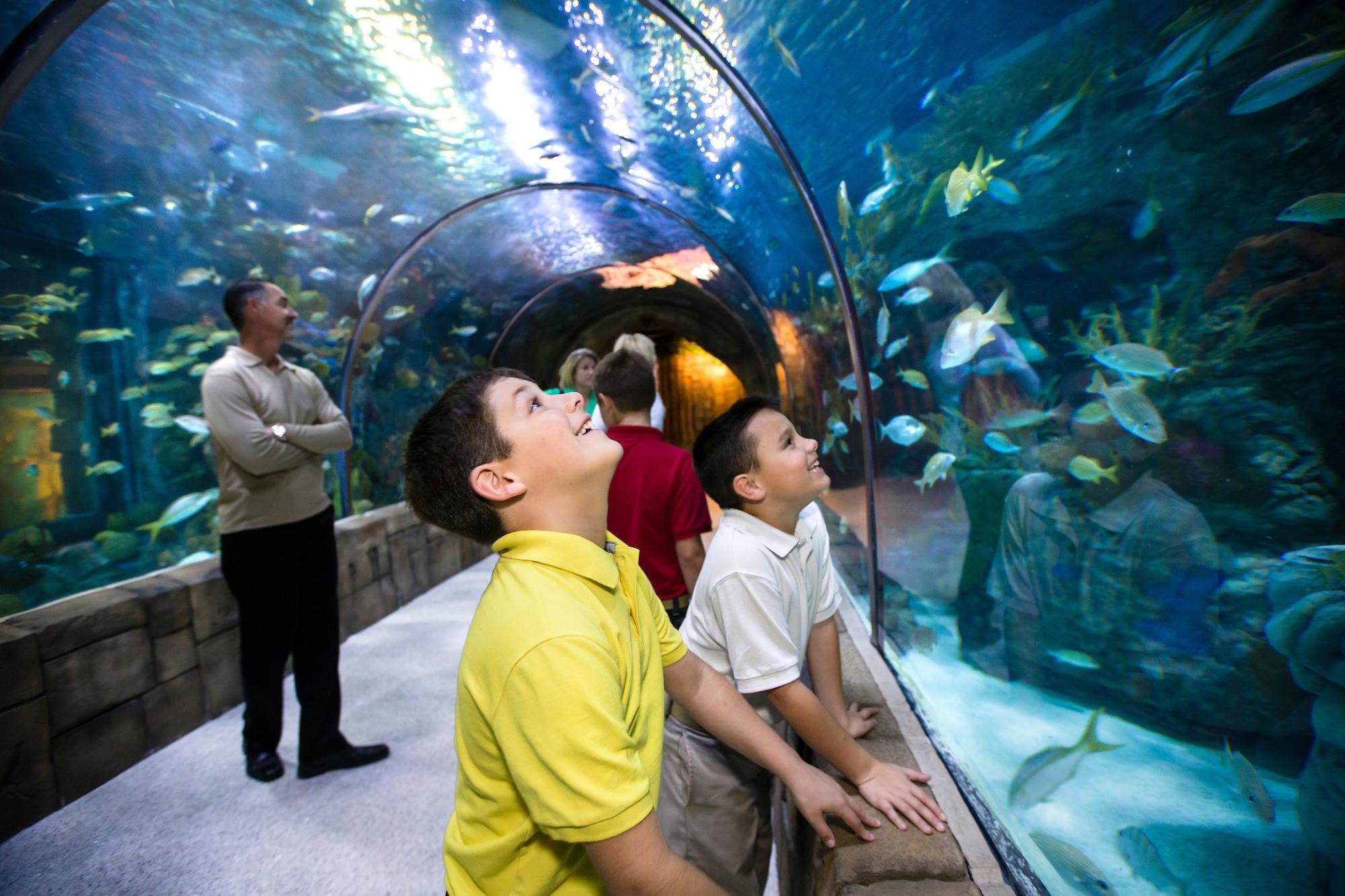 New Orleans: Audubon Aquarium & Insectarium Ticket – New Orleans, Louisiana