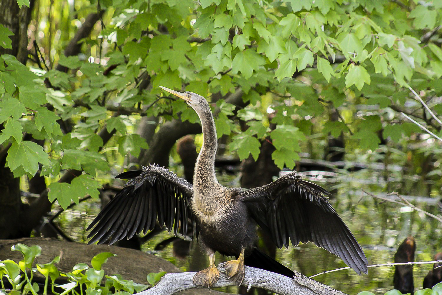 New Orleans: Bayou Swamp Tour and Oak Alley Plantation Tour – Vacherie, Louisiana
