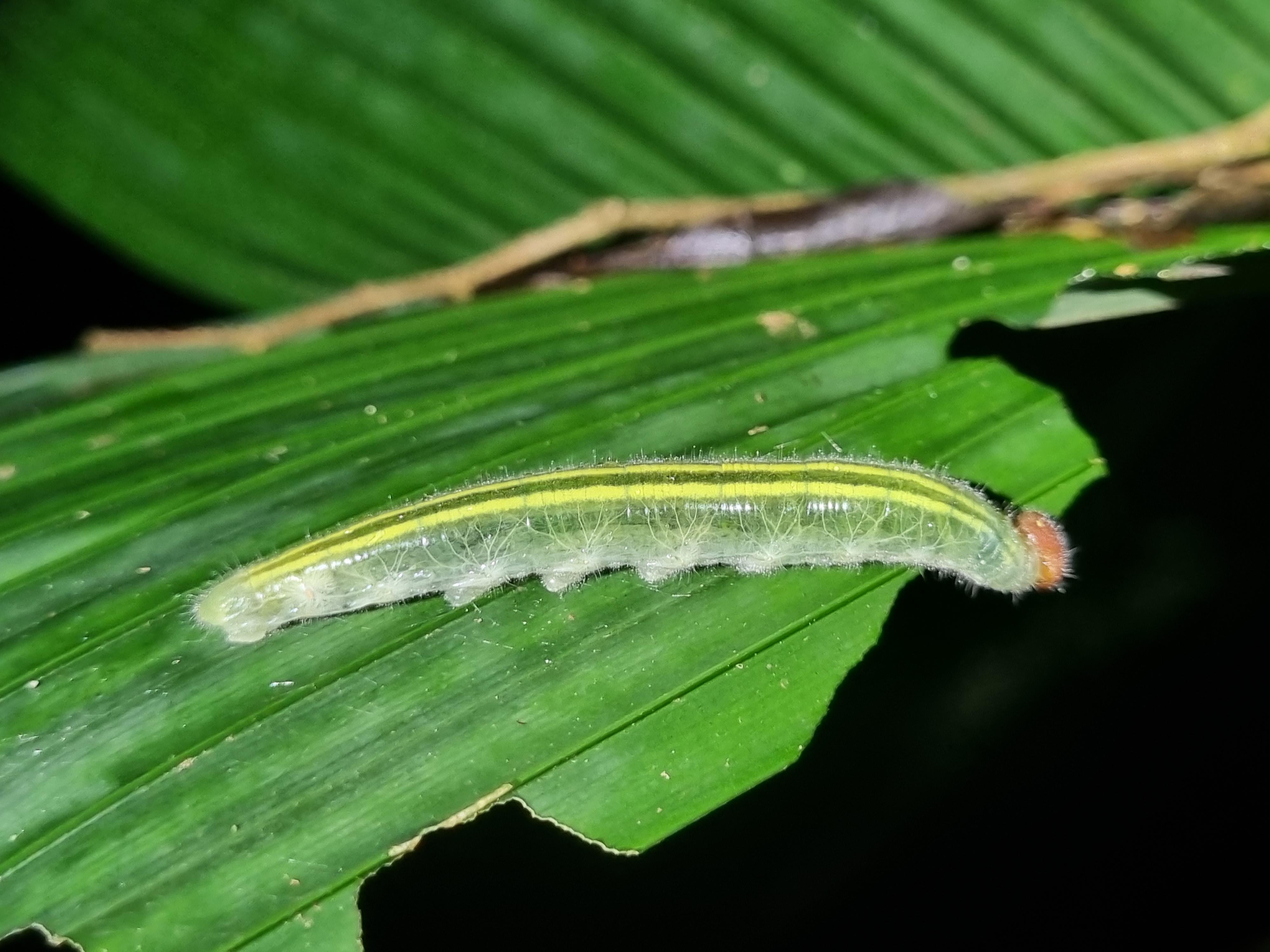Night Tour Rainforest Guided Tour: la fortuna – La Fortuna, Costa Rica