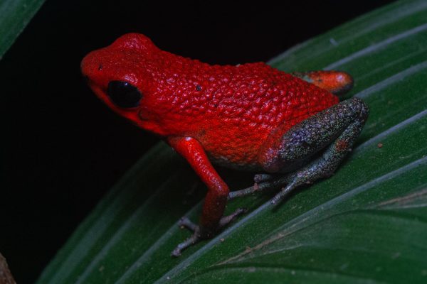 Night tour guided experience Uvita – Uvita, Costa Rica