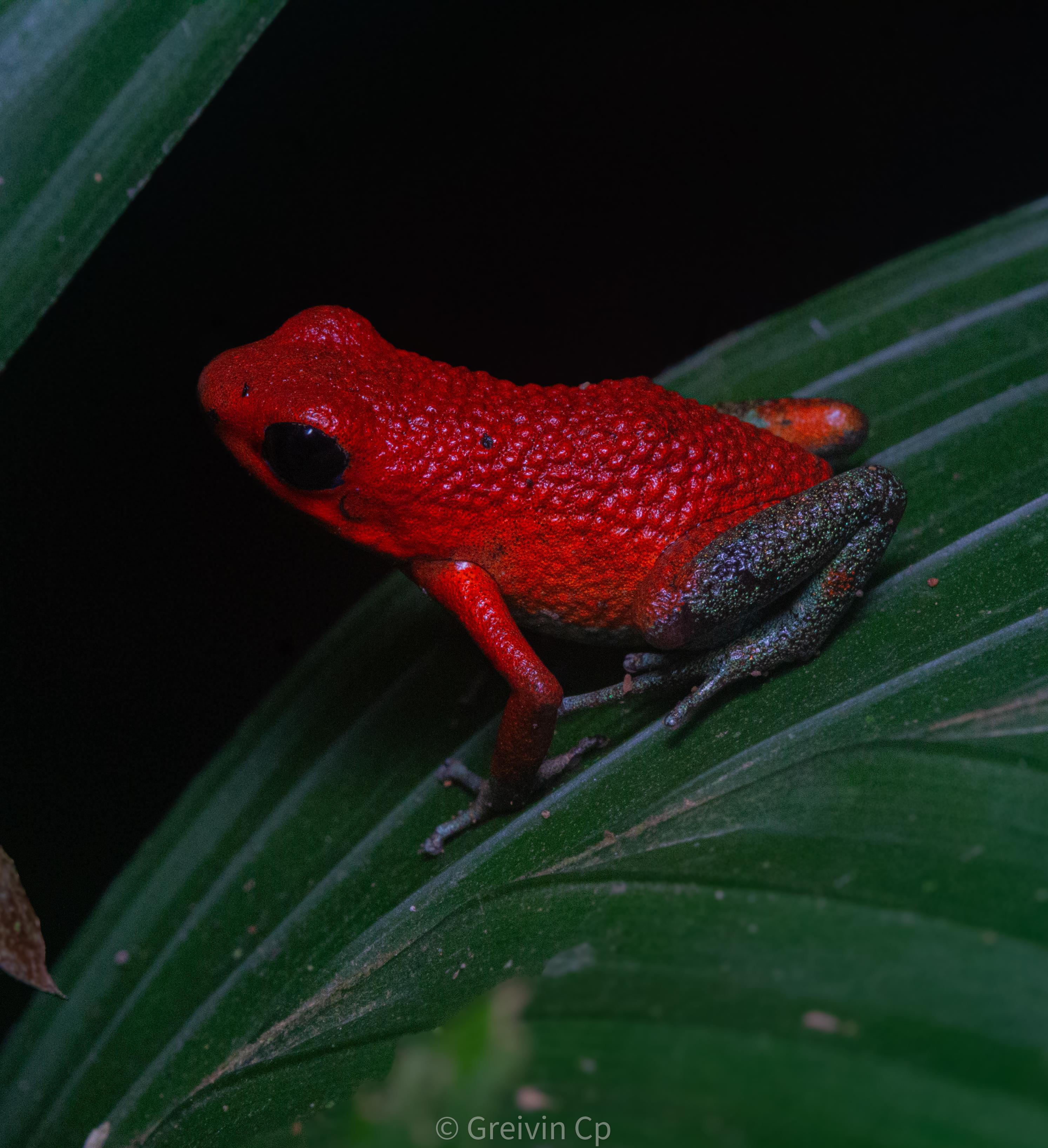 Night tour guided experience Uvita – Uvita, Costa Rica