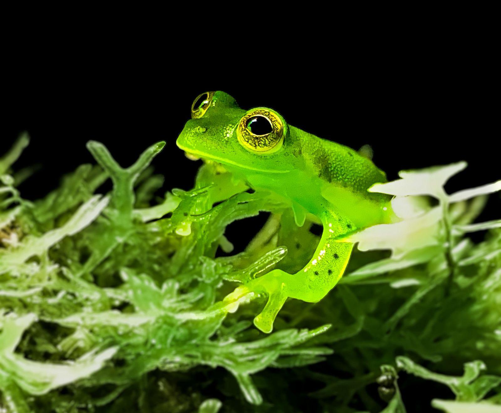 Night tour on the slopes of the Tenorio Volcano – Tenorio Volcano National Park, Costa Rica