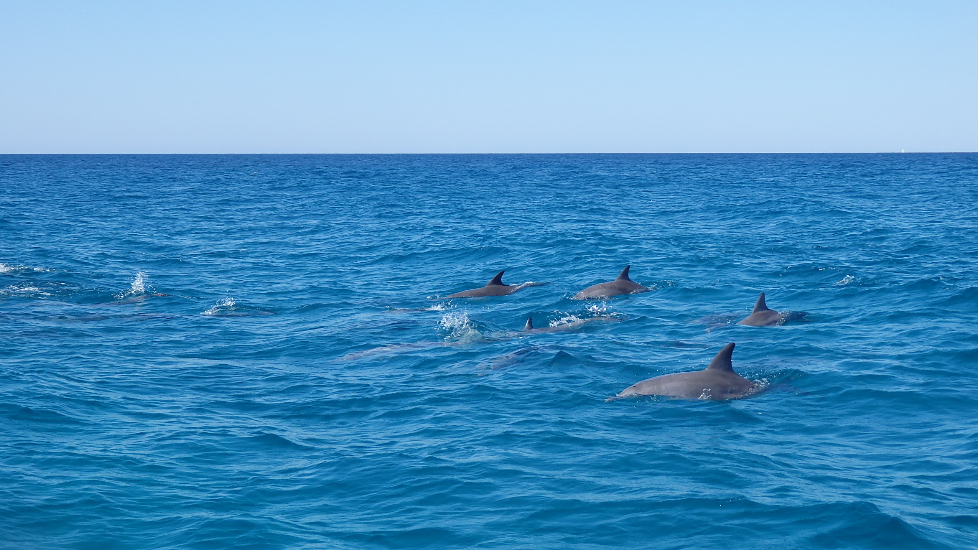 Noosa: Noosa Ocean Adventure with Dolphin Watching – Noosa Heads, Australia