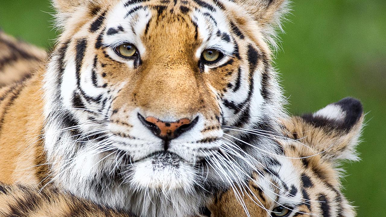 Nordens Ark Entry Ticket – Sotenas, Sweden