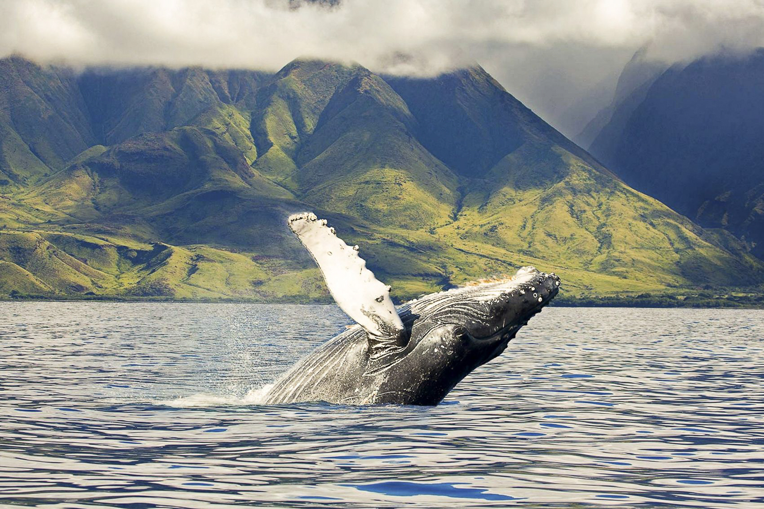 Oahu: Eco-Friendly West Coast Whale Watching Cruise – Honolulu, Hawaii