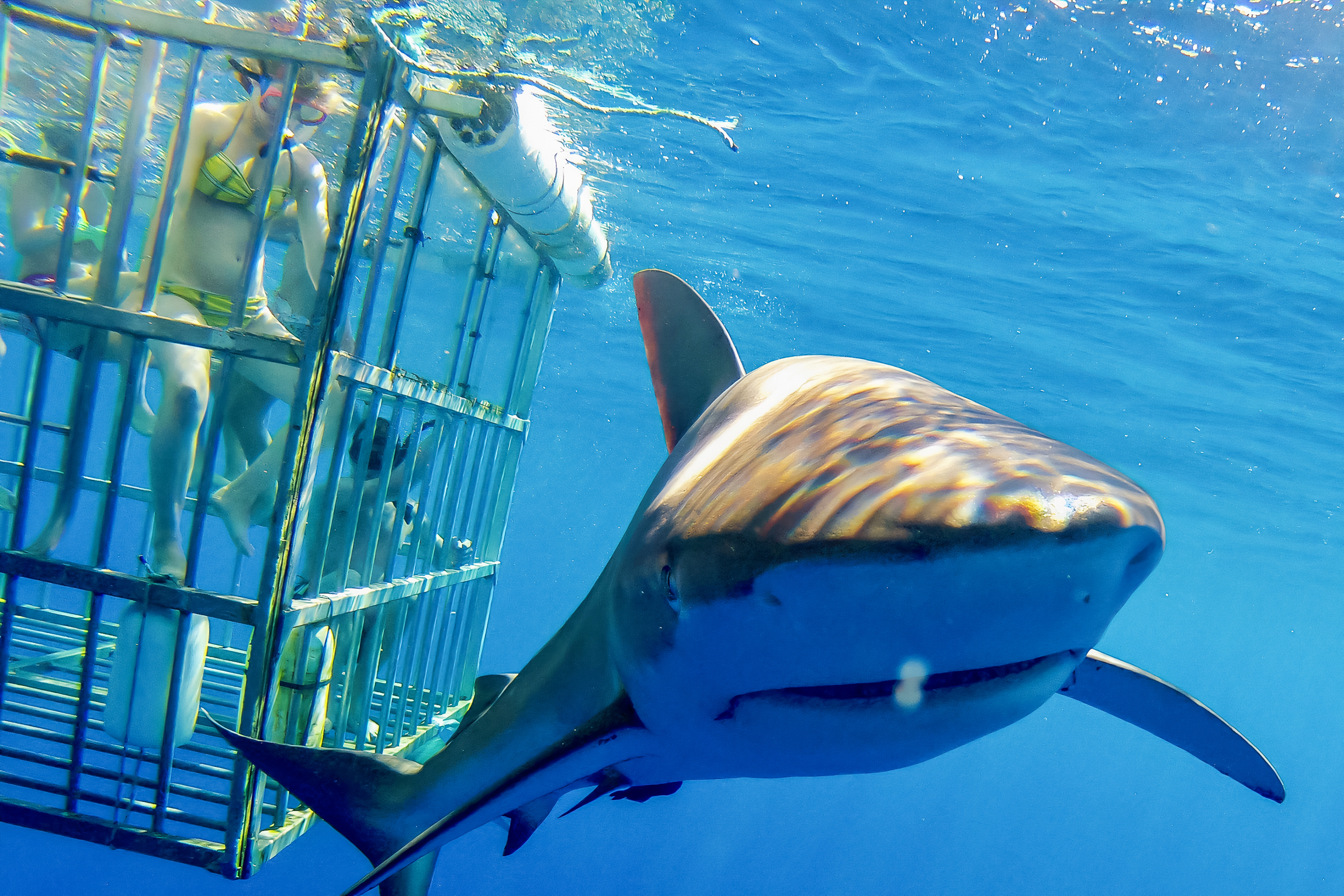Oahu: Shark Cage Dive on the North Shore – Honolulu, Hawaii