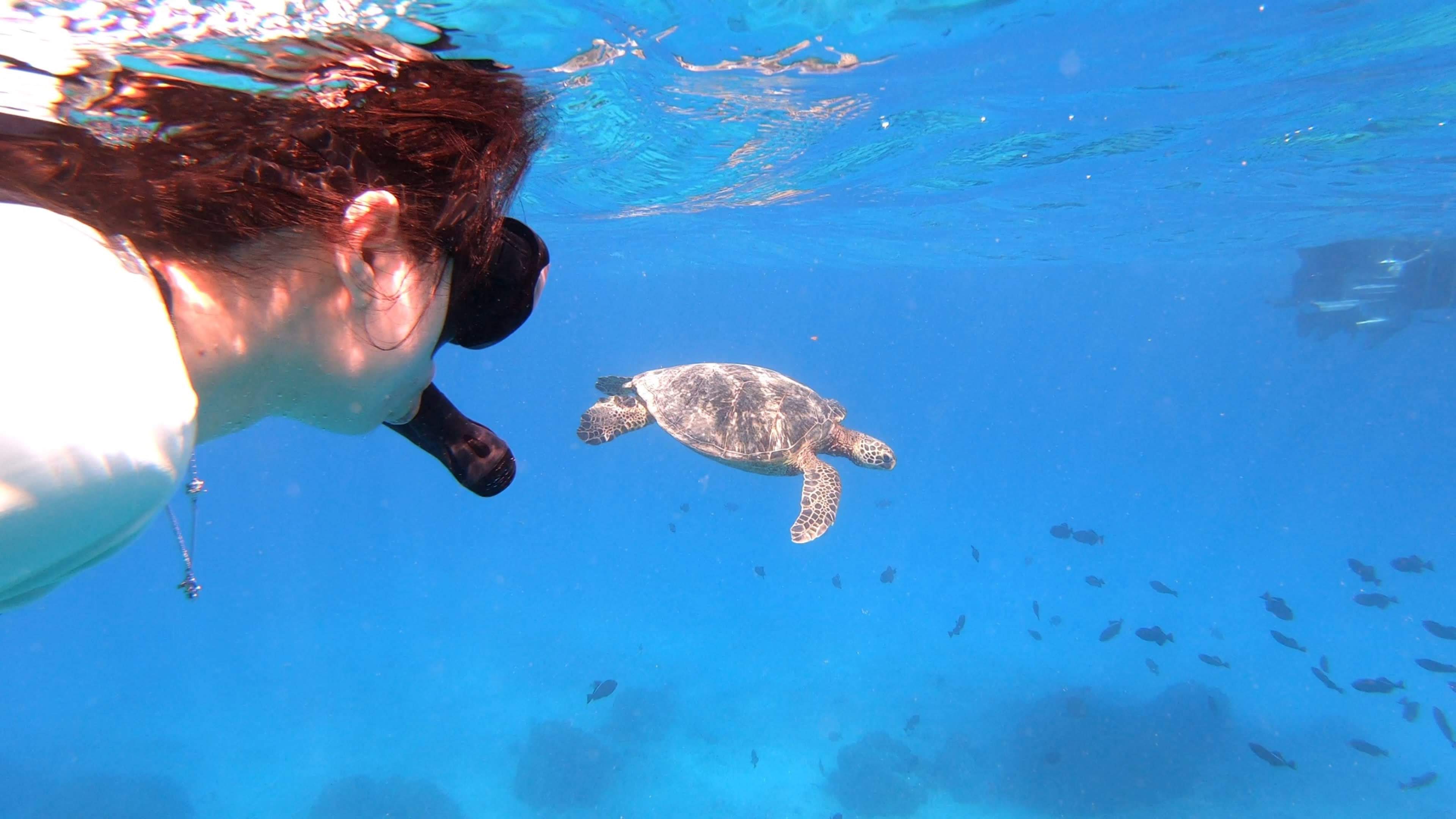 Oahu: Waikiki Private Snorkeling and Wildlife Boat Tour – Honolulu, Hawaii