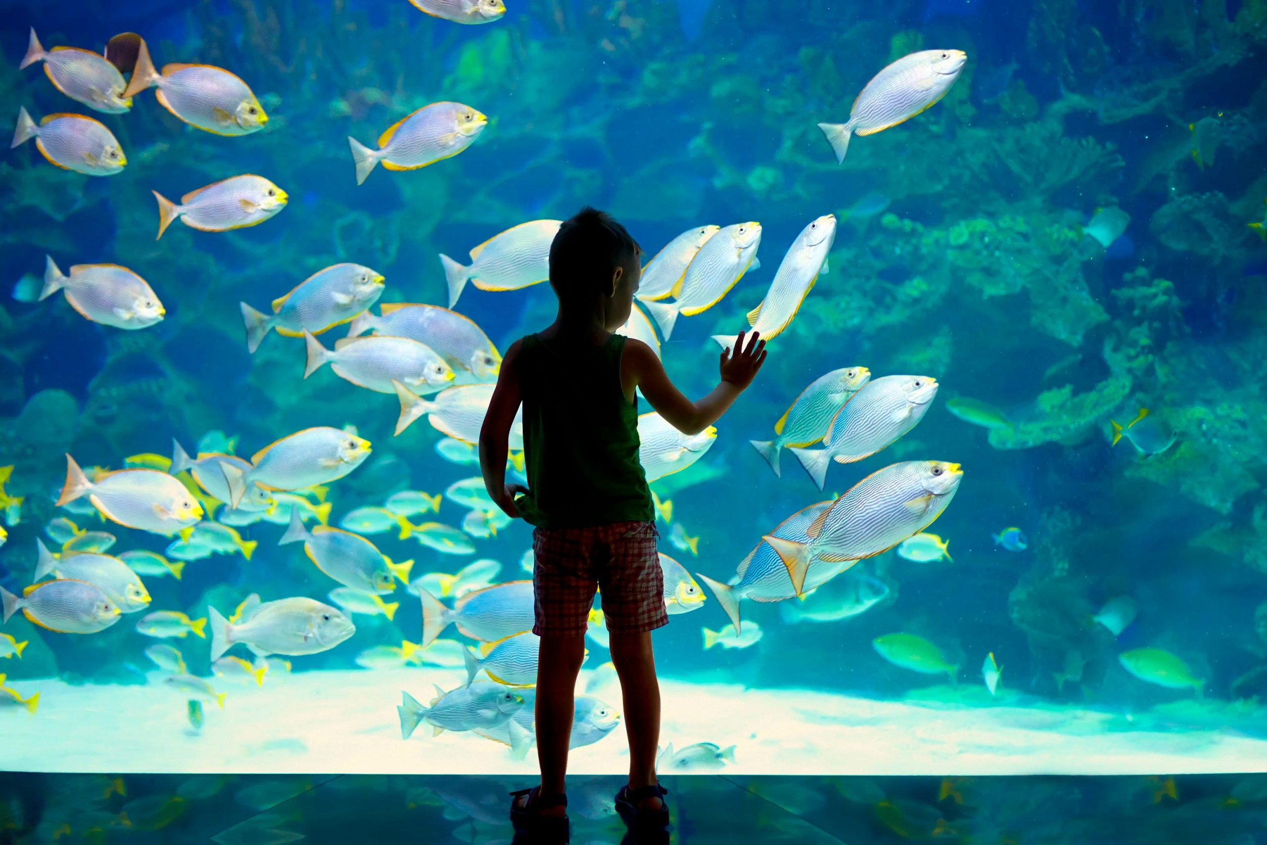 Oceanographic Museum of Monaco Ticket – Monaco