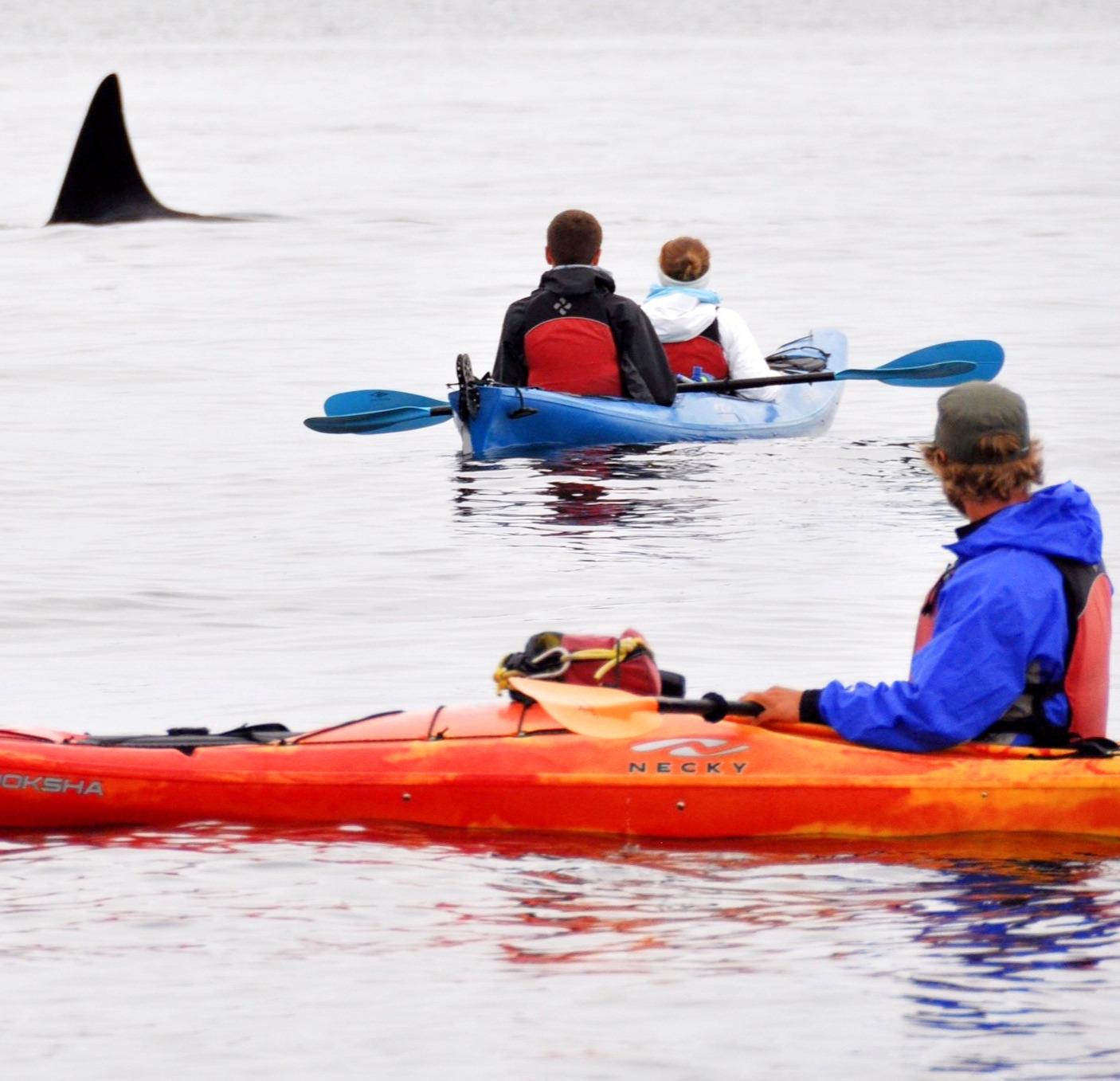 Orcas Island: Wildlife Spotting Kayak Tour – Washington