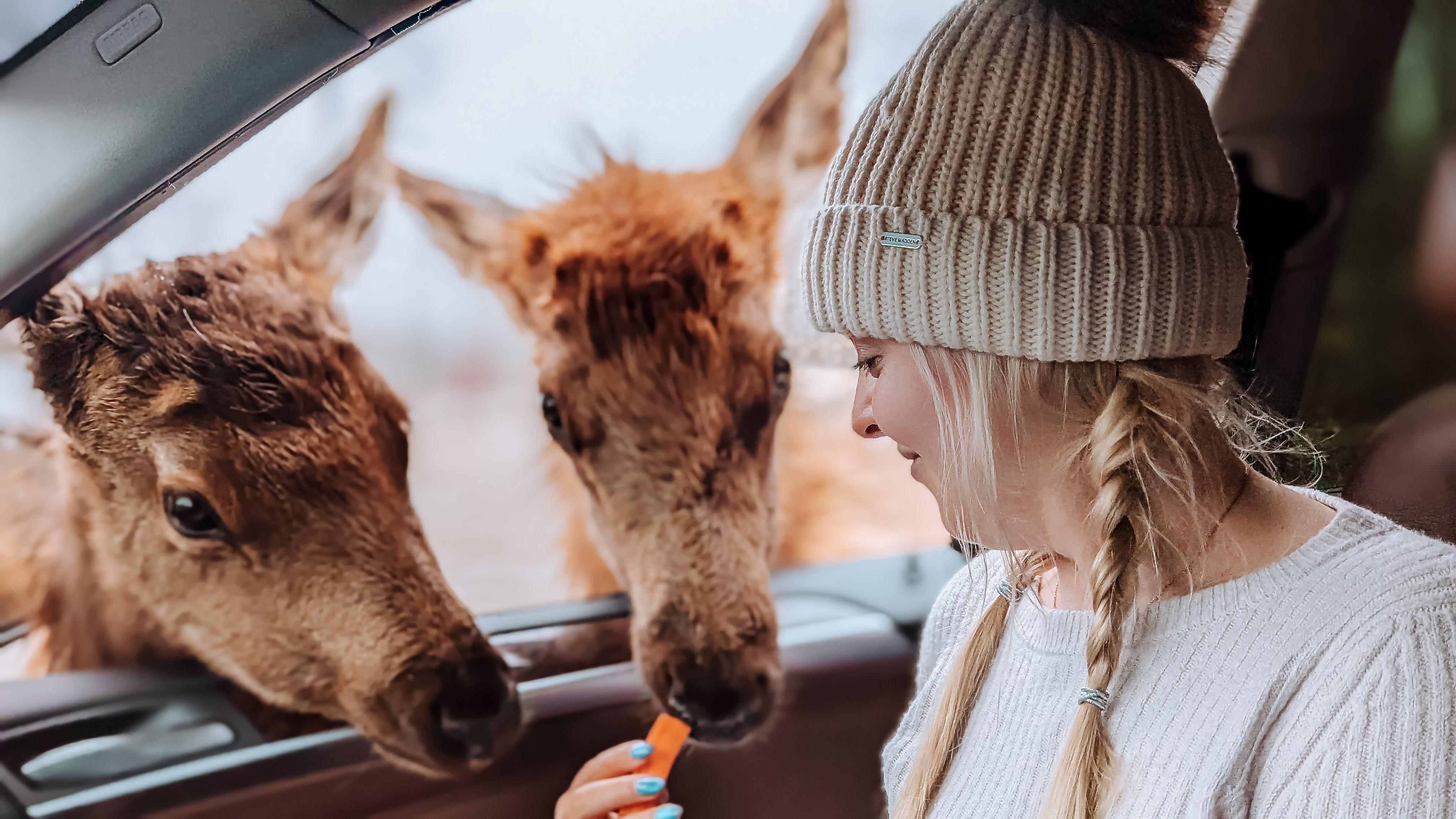 Ottawa: Private Wildlife Adventure Safari in Parc Omega – Parc Omega, Canada
