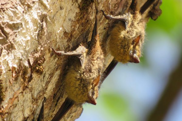 Palmar Norte: Kayaking in Mangrove Forest – Palmar Norte, Costa Rica