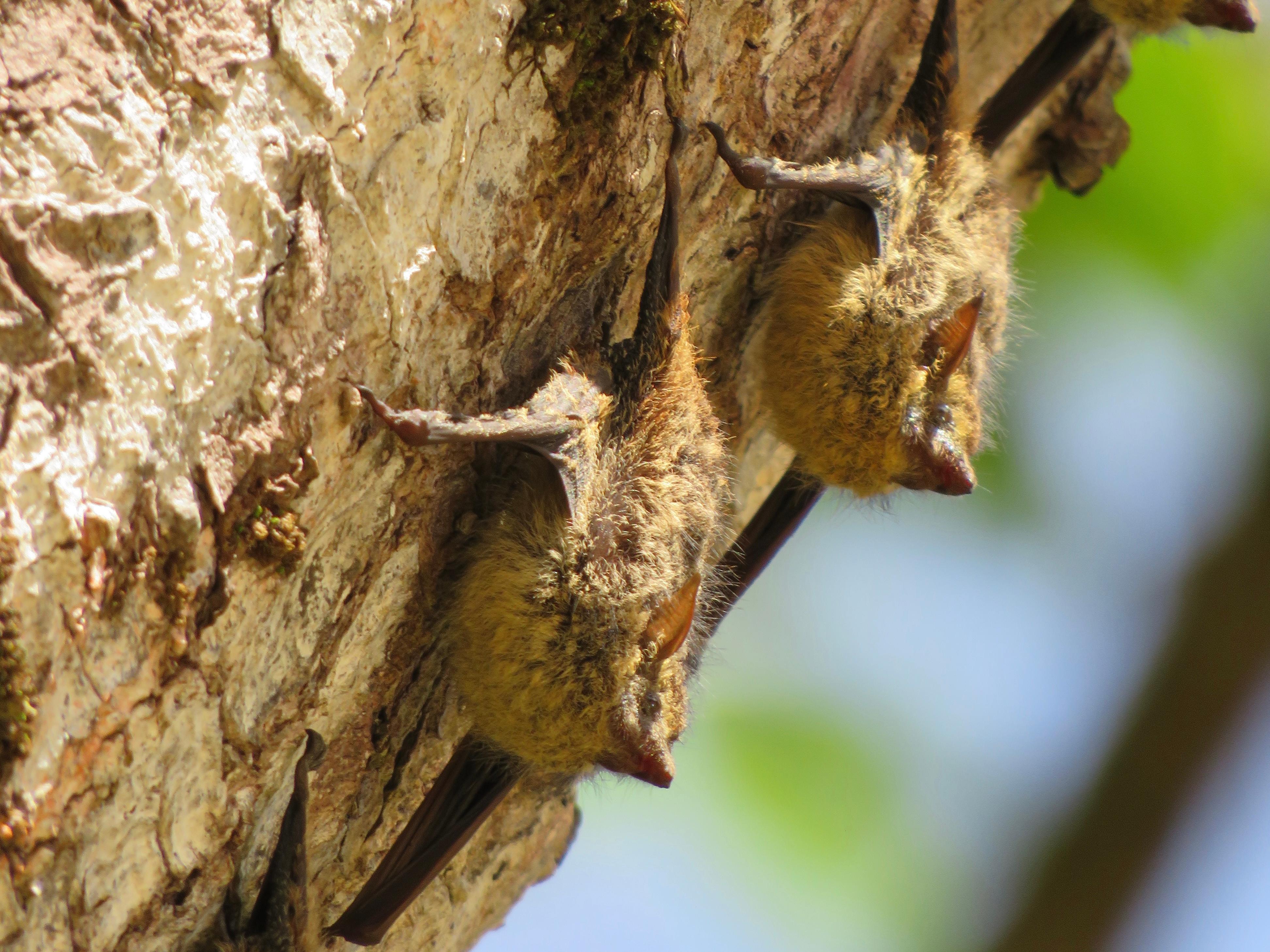Palmar Norte: Kayaking in Mangrove Forest – Palmar Norte, Costa Rica