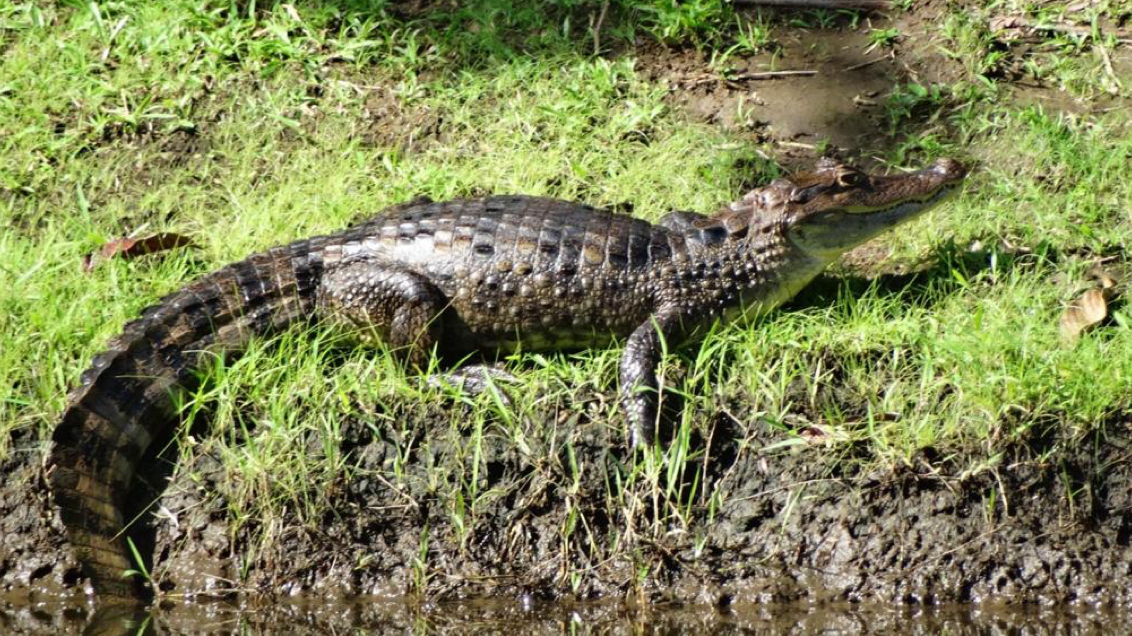 Palo Verde & Guatil: Jungle Boat Tour, Pottery & Lunch – Palo Verde National Park, Costa Rica