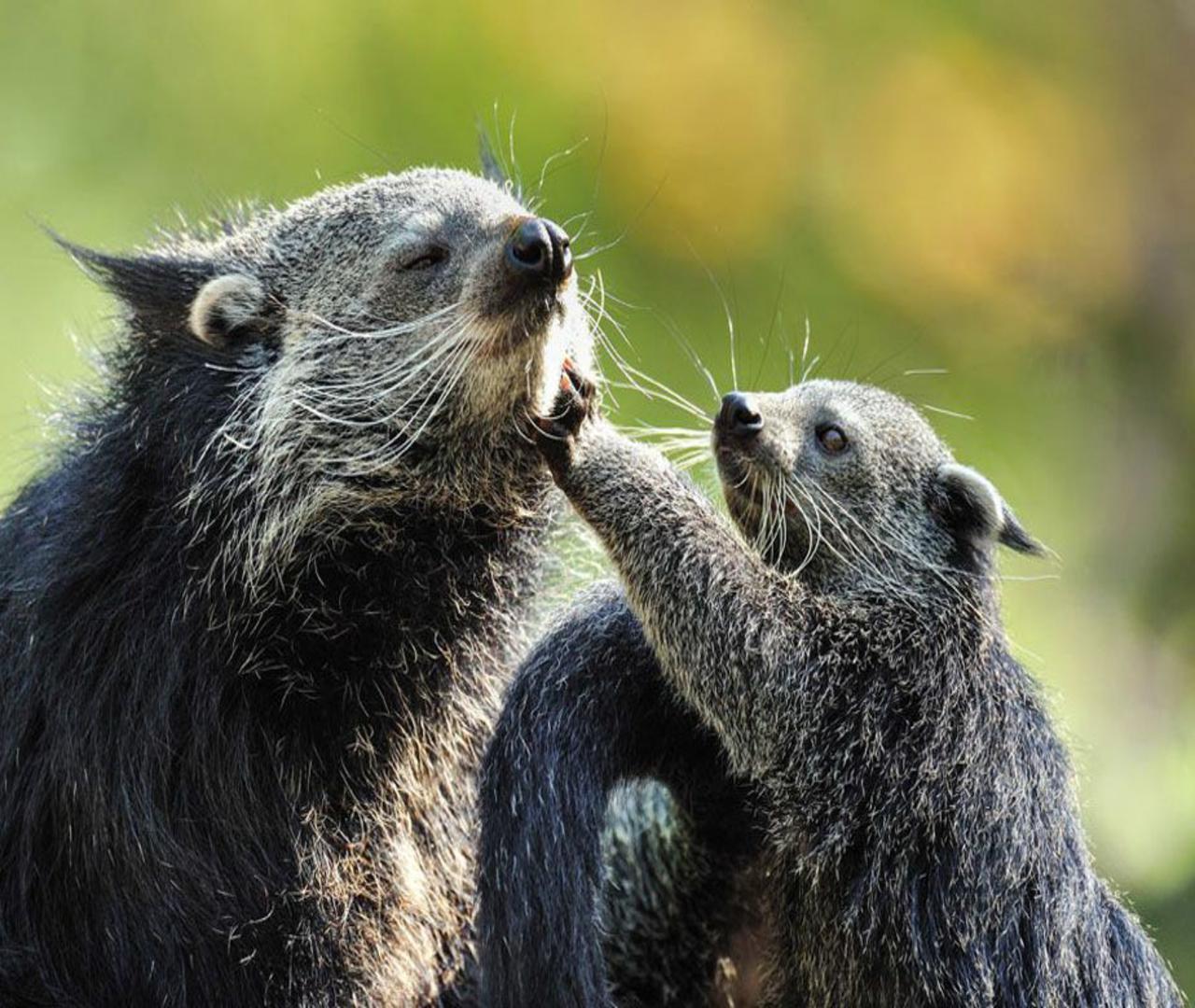 Paris: Ménagerie Zoo of Jardin des Plantes Entrance Ticket – Paris, France