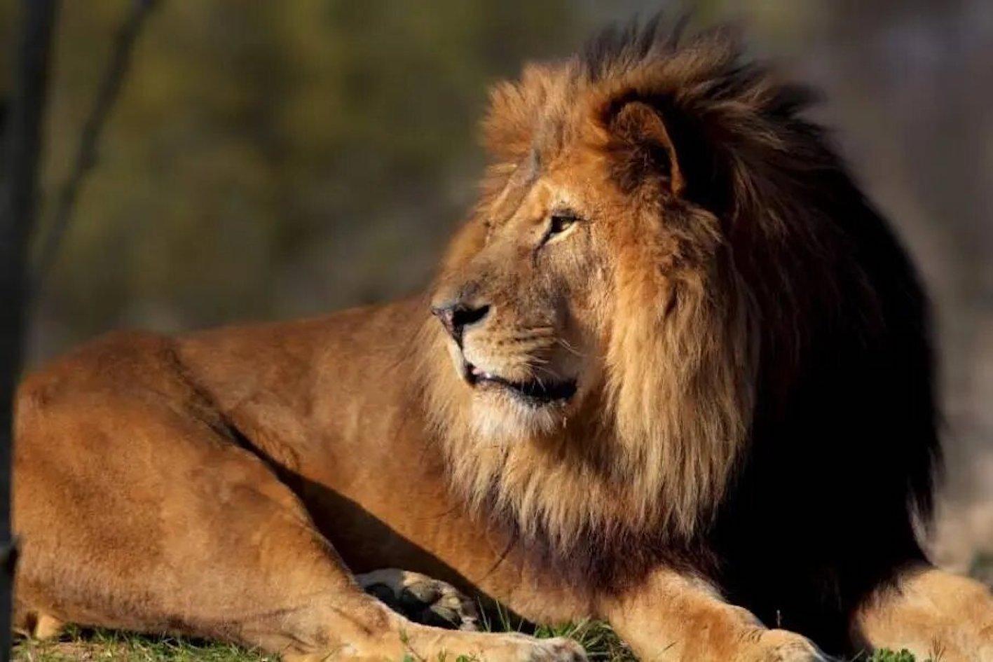 Paris: Paris Zoological Park Entrance Ticket – Paris, France