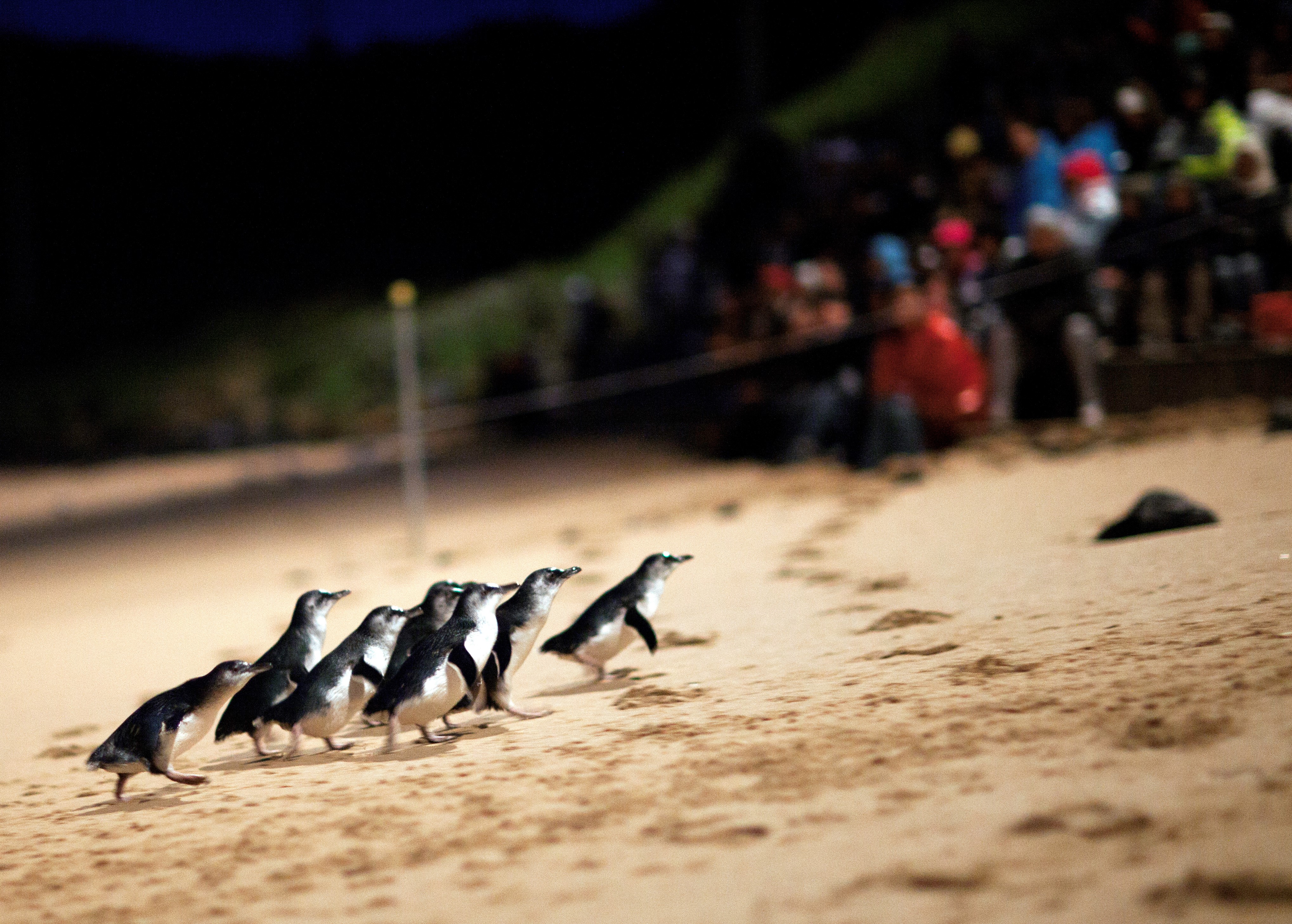 Penguin Parade: General Viewing Ticket – Ventnor, Australia