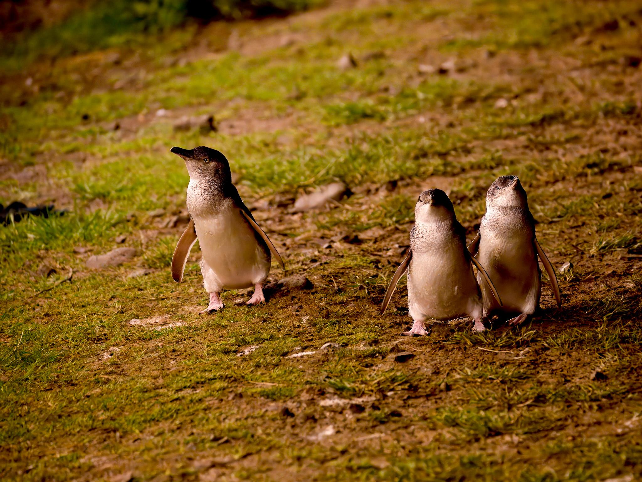 Phillip Island: Golden Hour Penguin Express Tour – Ventnor, Australia