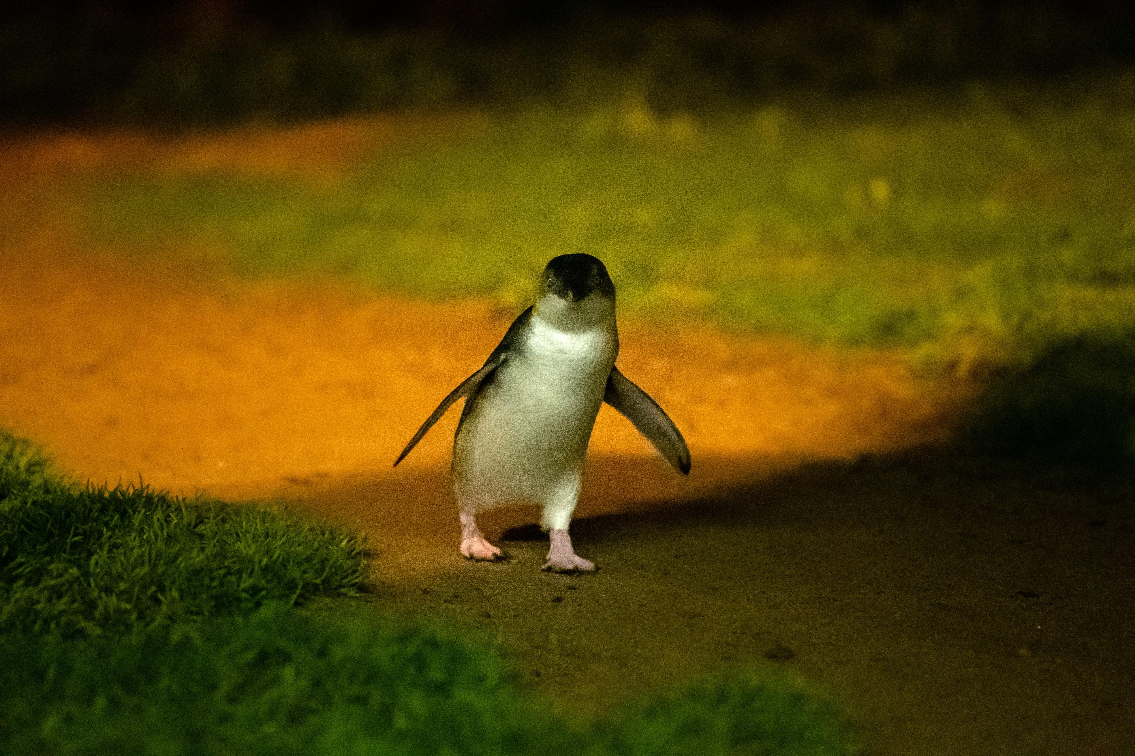 Phillip Island: Penguins and Wildlife Full-Day Tour – Woolamai Beach, Australia