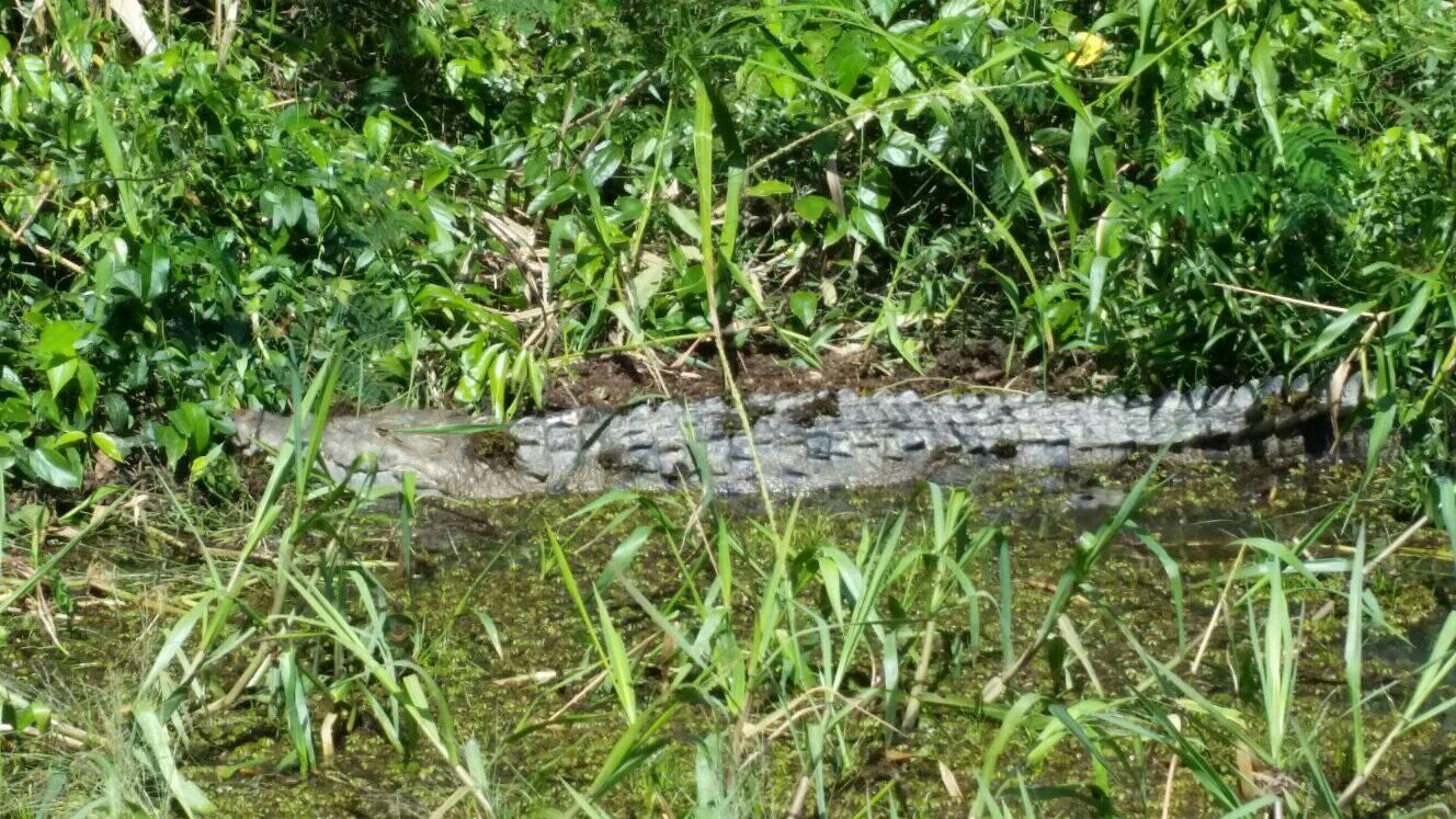 Placencia: Monkey River Boat Ride Tour, Jungle Hike & Lunch – Placencia, Belize