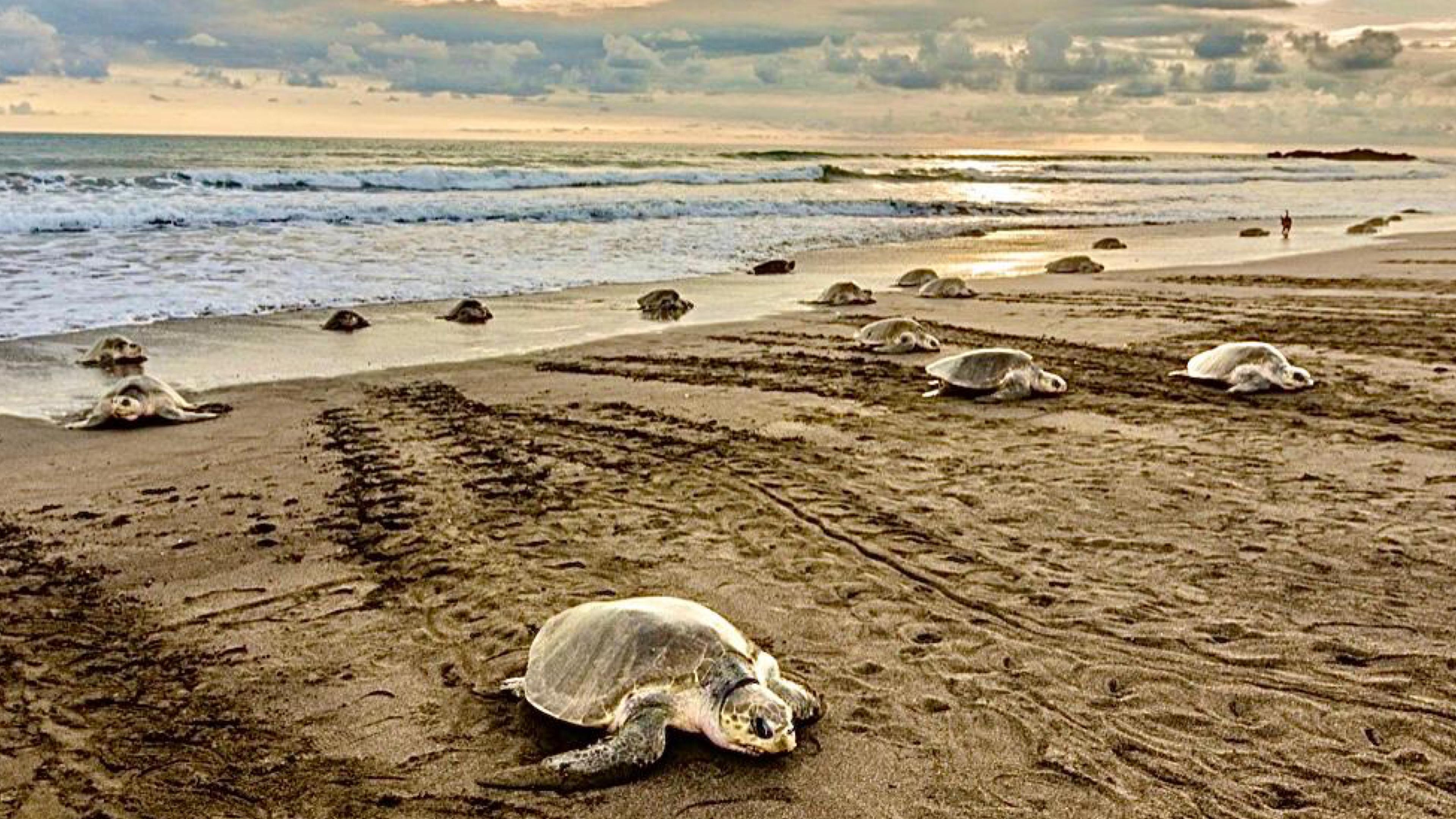 Playa Minas: Sea Turtle Watching Tour – Santa Cruz, Costa Rica