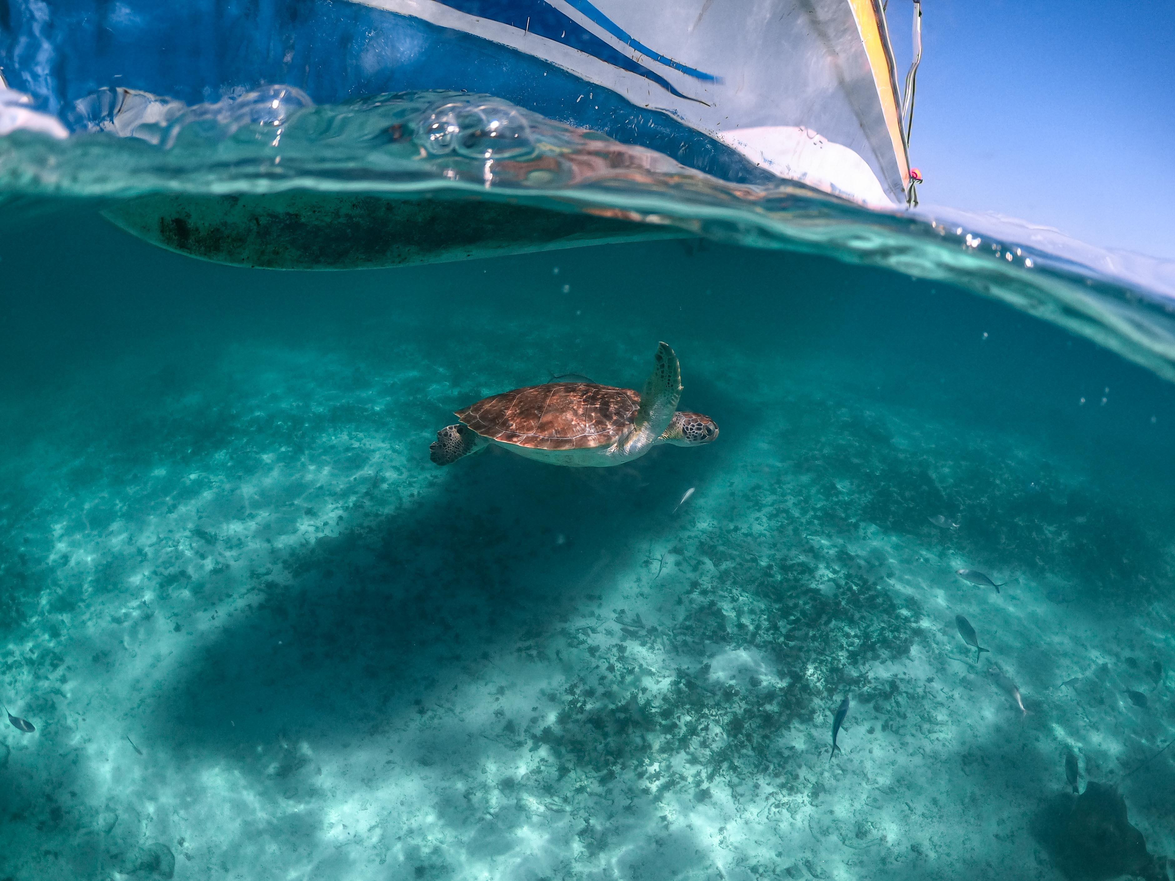Playa del Carmen: Cenote and Turtle Snorkeling Tour – Akumal, Mexico