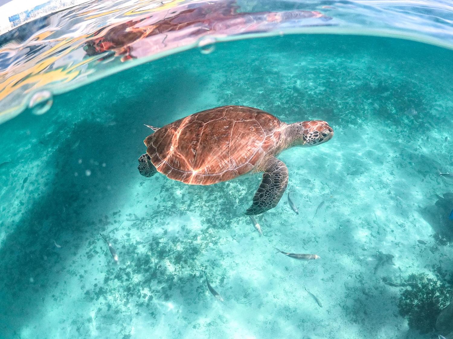 Playa del Carmen/Tulum: Akumal Beach with Turtle Snorkeling – Playa del Carmen, Mexico