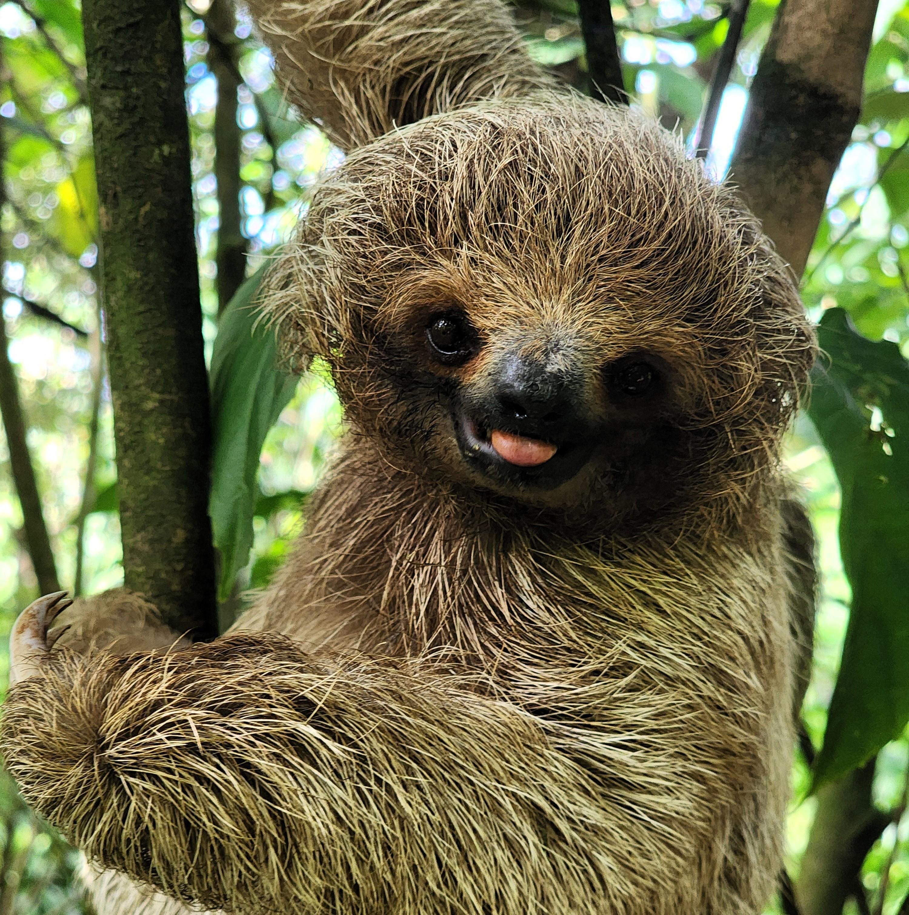 Playa del Coco: Sloth Discovery & Rio Celeste Tour – Tenorio Volcano National Park, Costa Rica