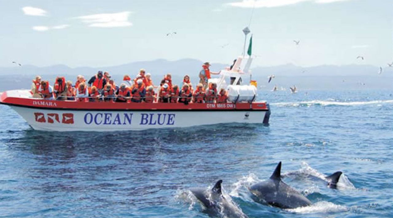 Plettenberg Bay: Dolphin and Marine Boat Tour – Plettenberg Bay, South Africa