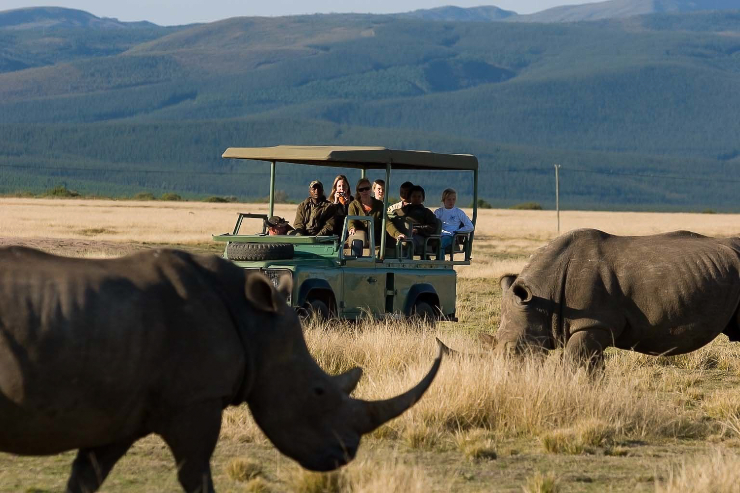 Plettenberg Bay Game Reserve: 2-Hour Game Drive – Plettenberg Bay Game Reserve, South Africa