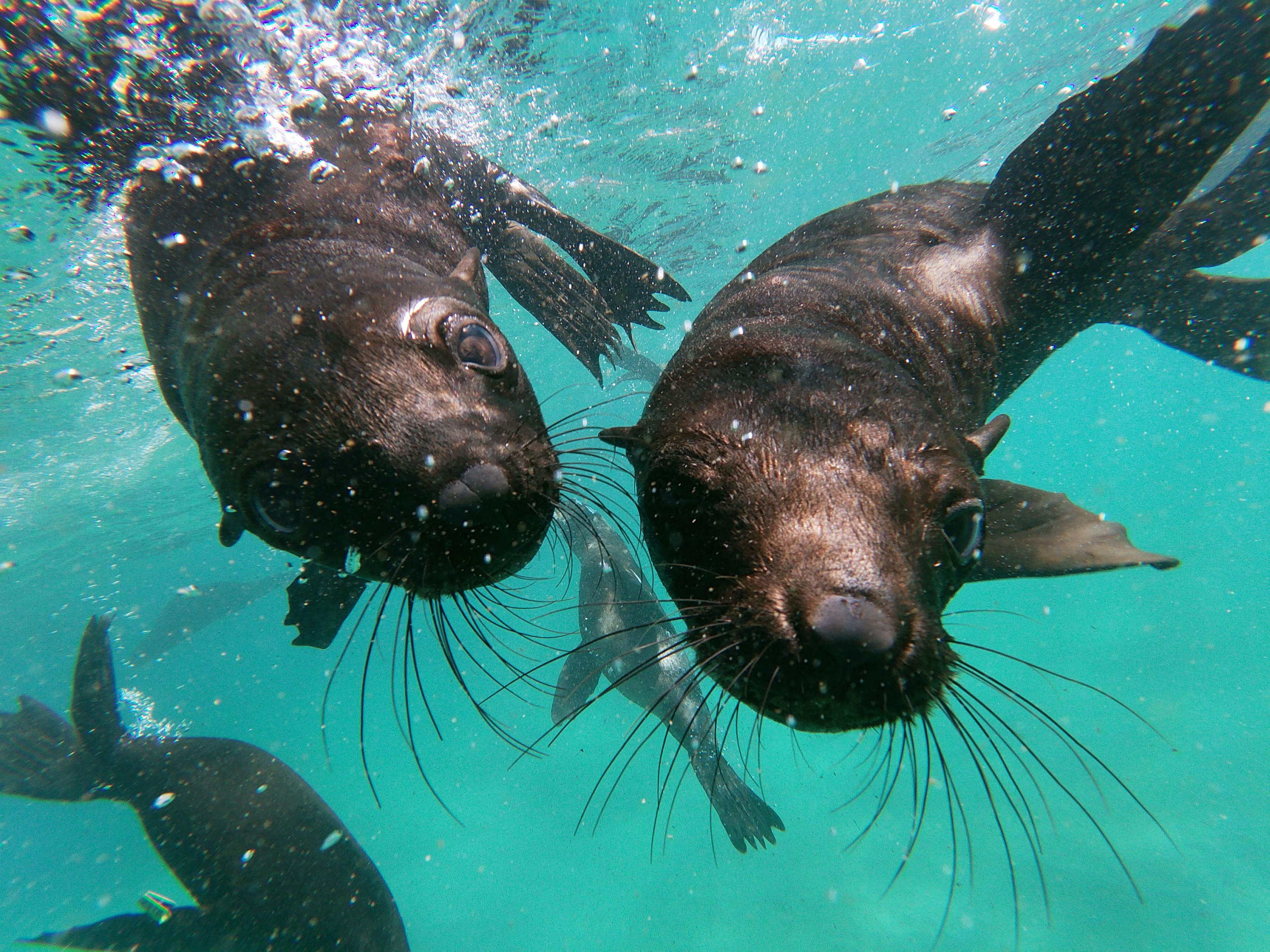 Plettenberg Bay: Seal Colony Viewing Excursion – Plettenberg Bay, South Africa