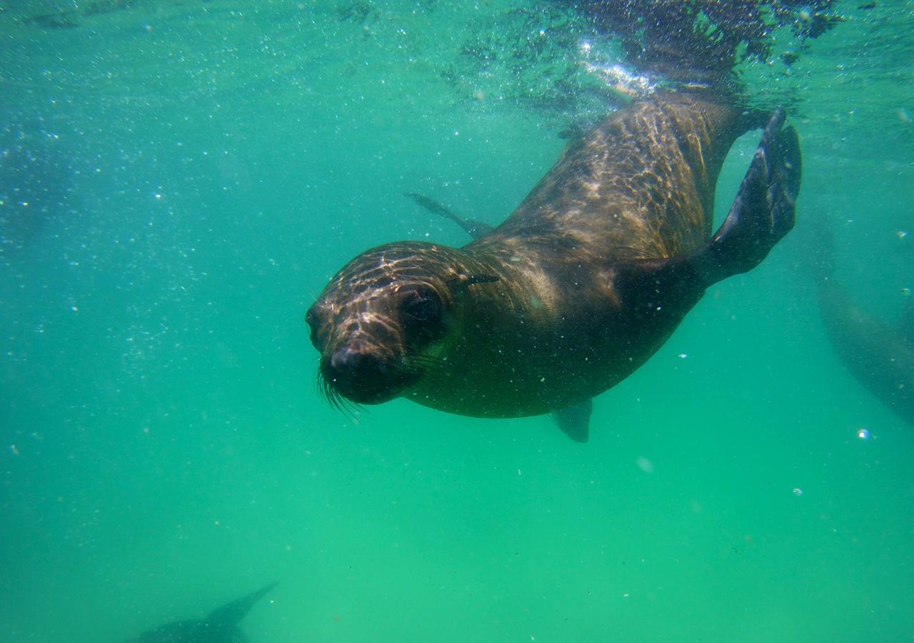Plettenberg Bay: Seal Viewing Boat Trip – Robberg Nature Reserve, South Africa