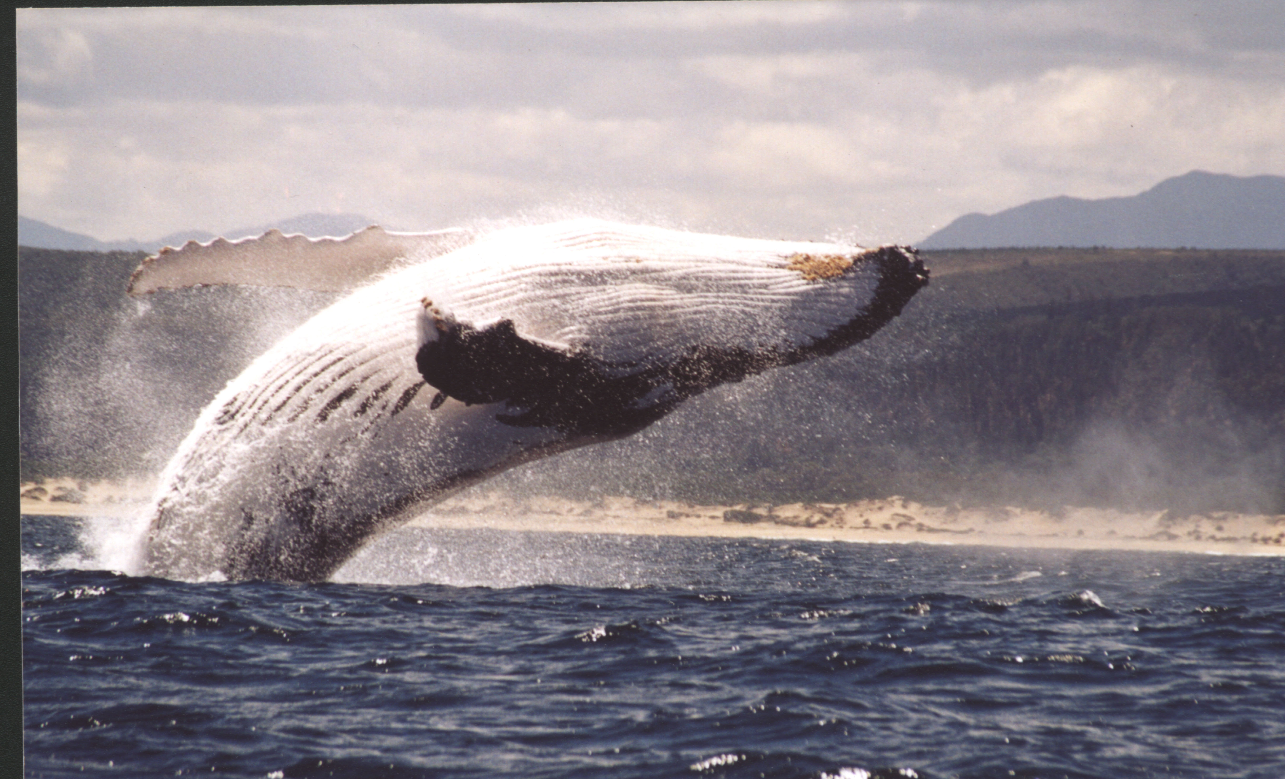 Plettenberg Bay: Whale-Watching Cruise – Plettenberg Bay, South Africa