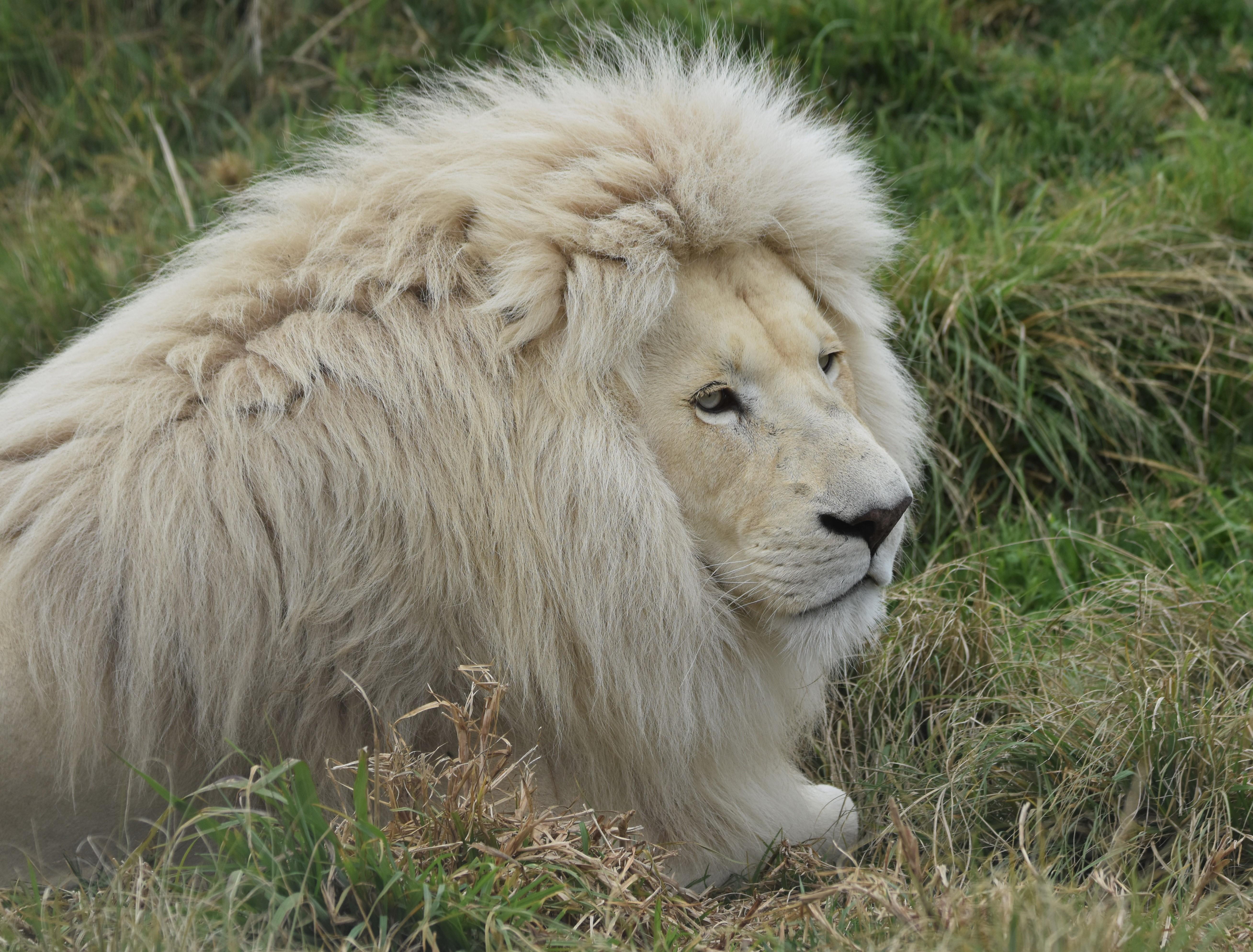 Plettenberg Bay: Wild Cat and Wildlife Guided Tour – Tenikwa Wildlife Rehabilitation & Awareness Center, South Africa