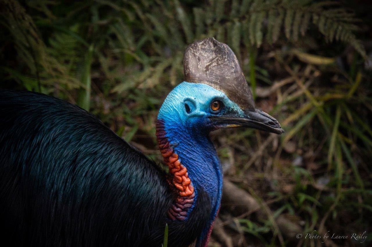 Port Douglas: Daintree Rainforest and Mossman Gorge Tour – Mossman Gorge, Australia