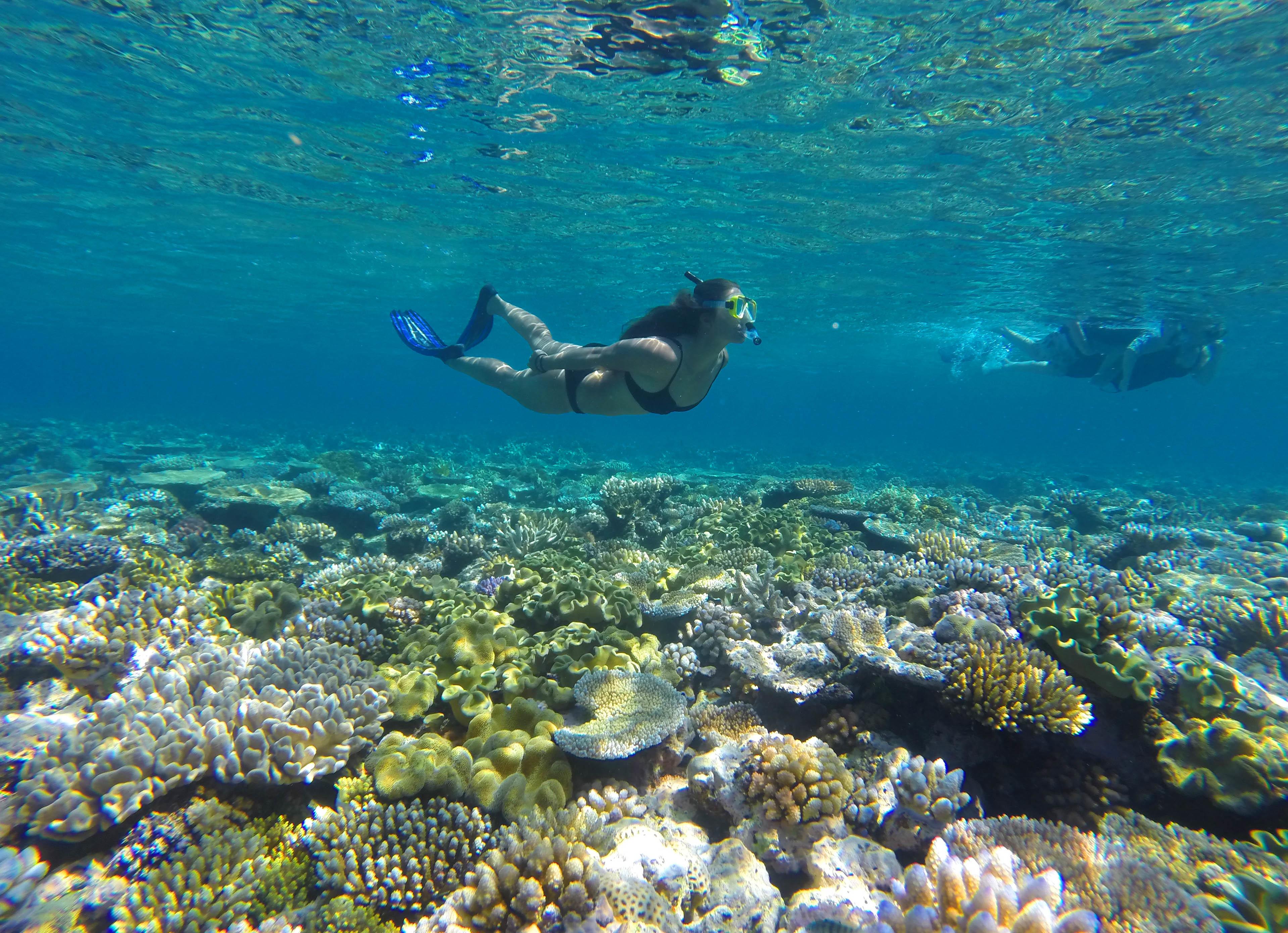 Port Douglas: Outer Barrier Reef Snorkel and Dive Options – Port Douglas, Australia