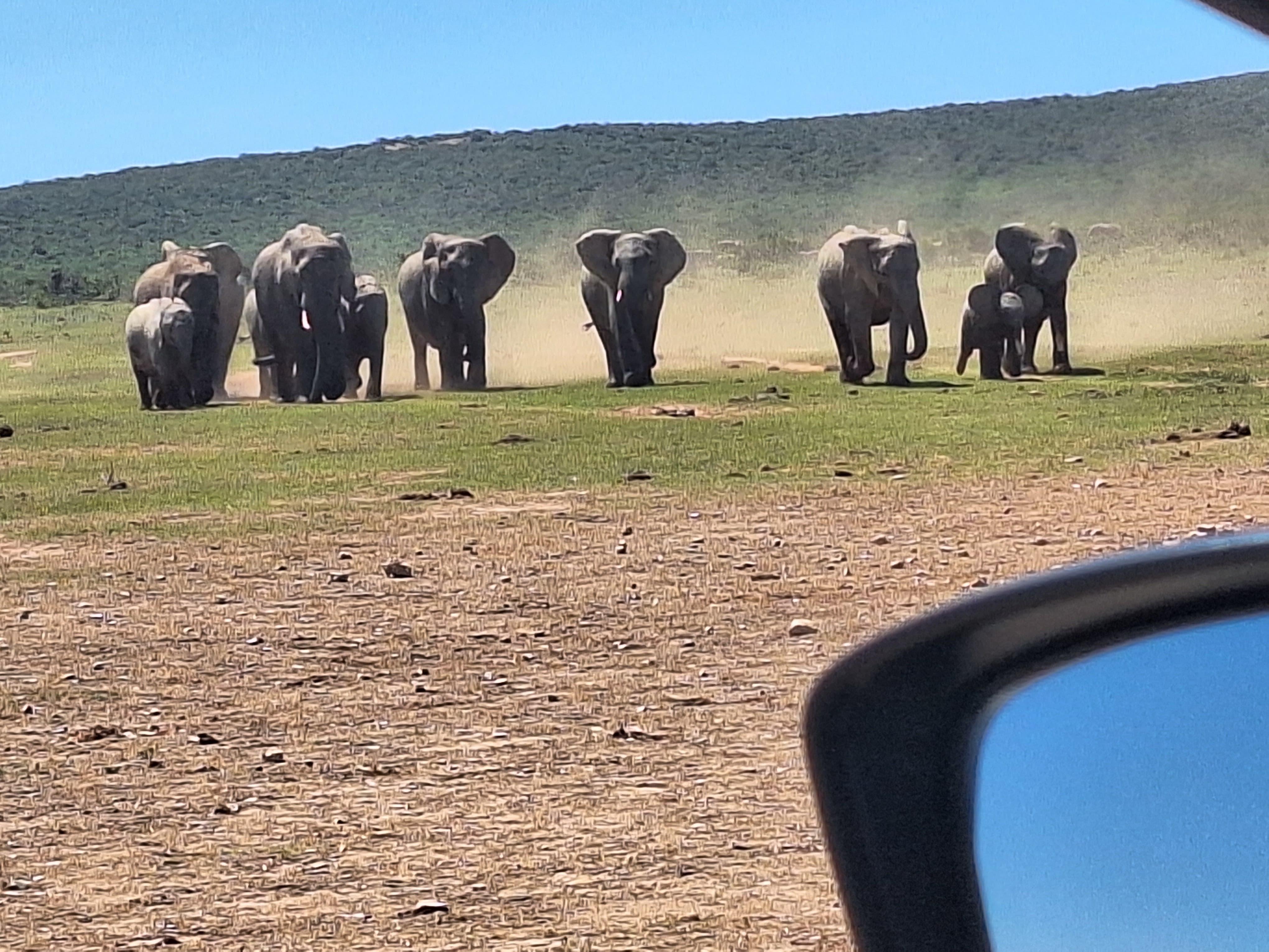 Port Elizabeth: Addo Elephant Park Safari with Snacks – Addo Elephant National Park, South Africa