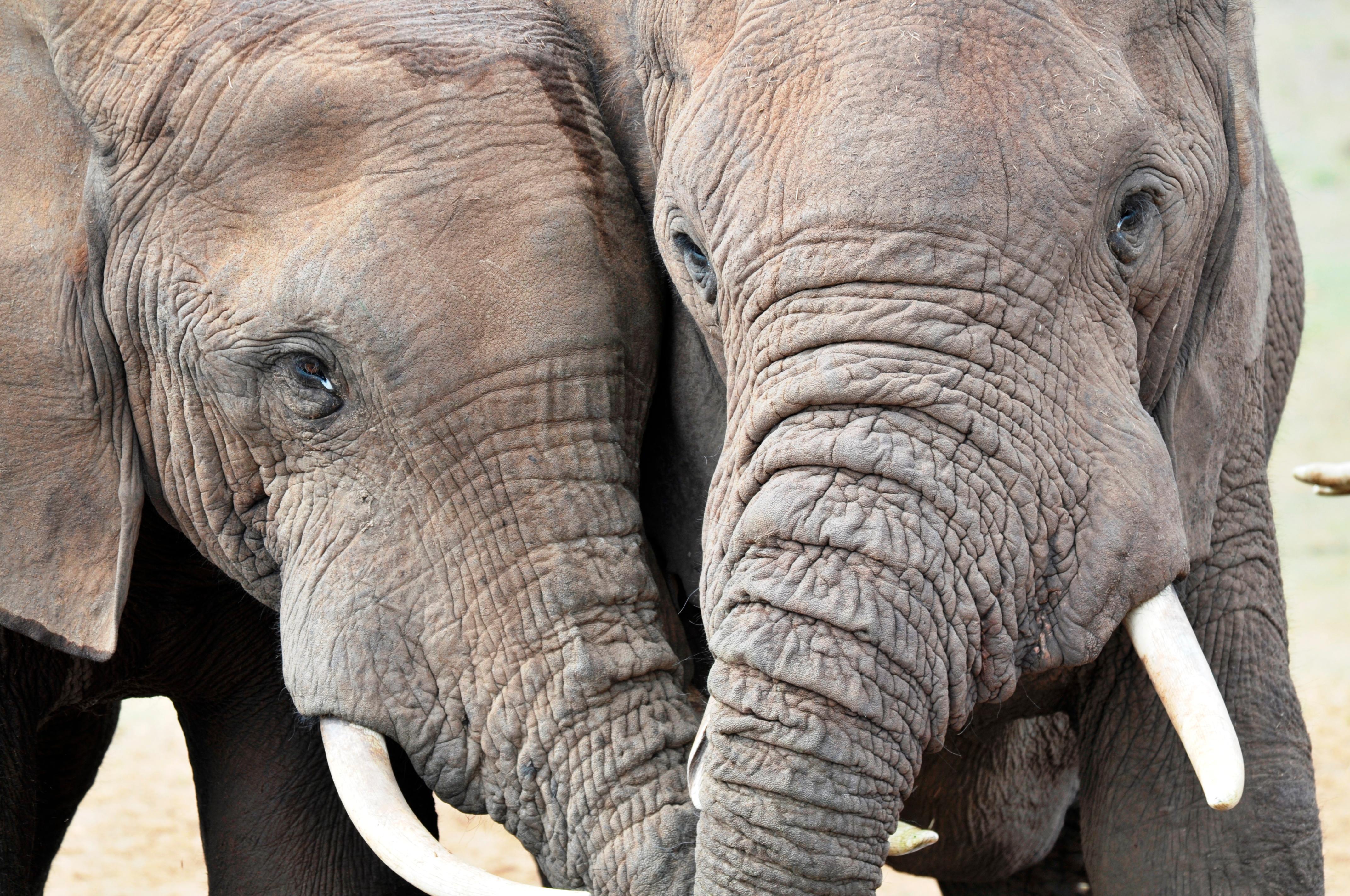 Port Elizabeth: Addo Elephant Park & Sunset River Cruise – Addo Elephant National Park, South Africa