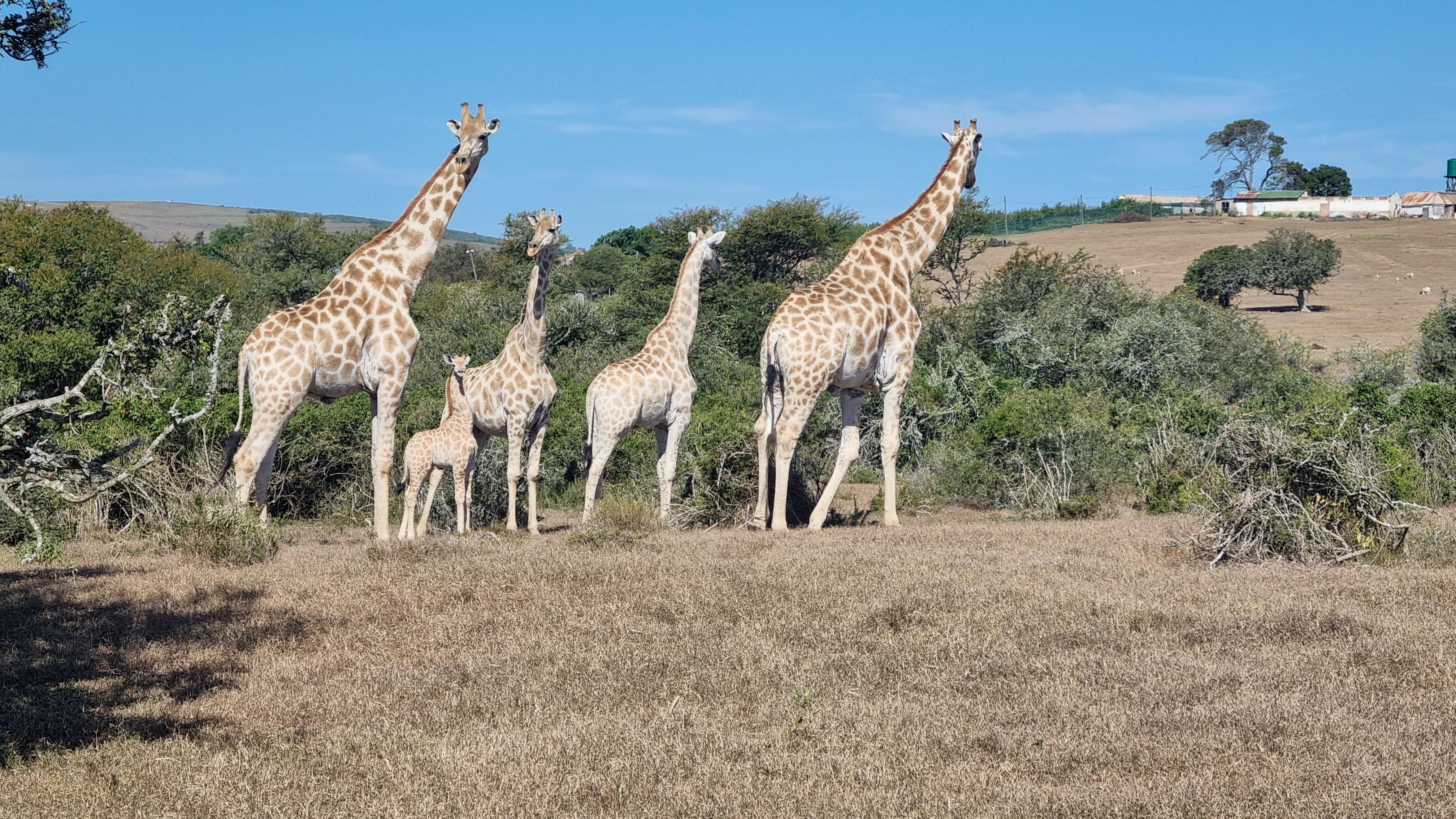Port Elizabeth: Addo Park Safari with Giraffe Walk and Lunch – Addo Elephant National Park, South Africa