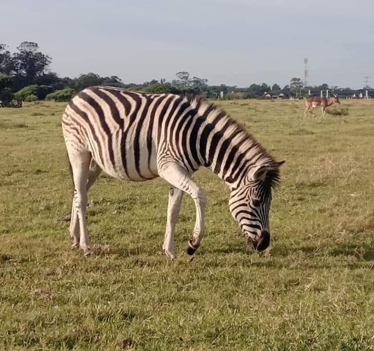 Port Elizabeth: Kragga Kamma Game Park and City Tour – Gqeberha, South Africa
