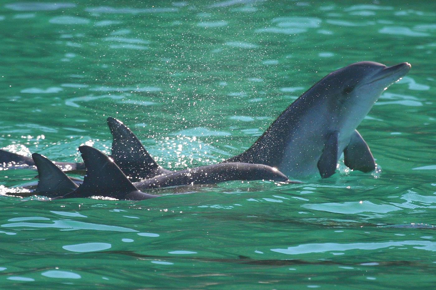 Port Stephens: Dolphin Discovery Cruise – Yaccaaba Headland, Australia