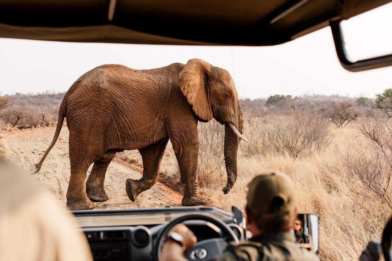 Private 3-Hour Sunrise Safari Drive In Pilanesberg – Pilanesberg Nature Reserve, South Africa