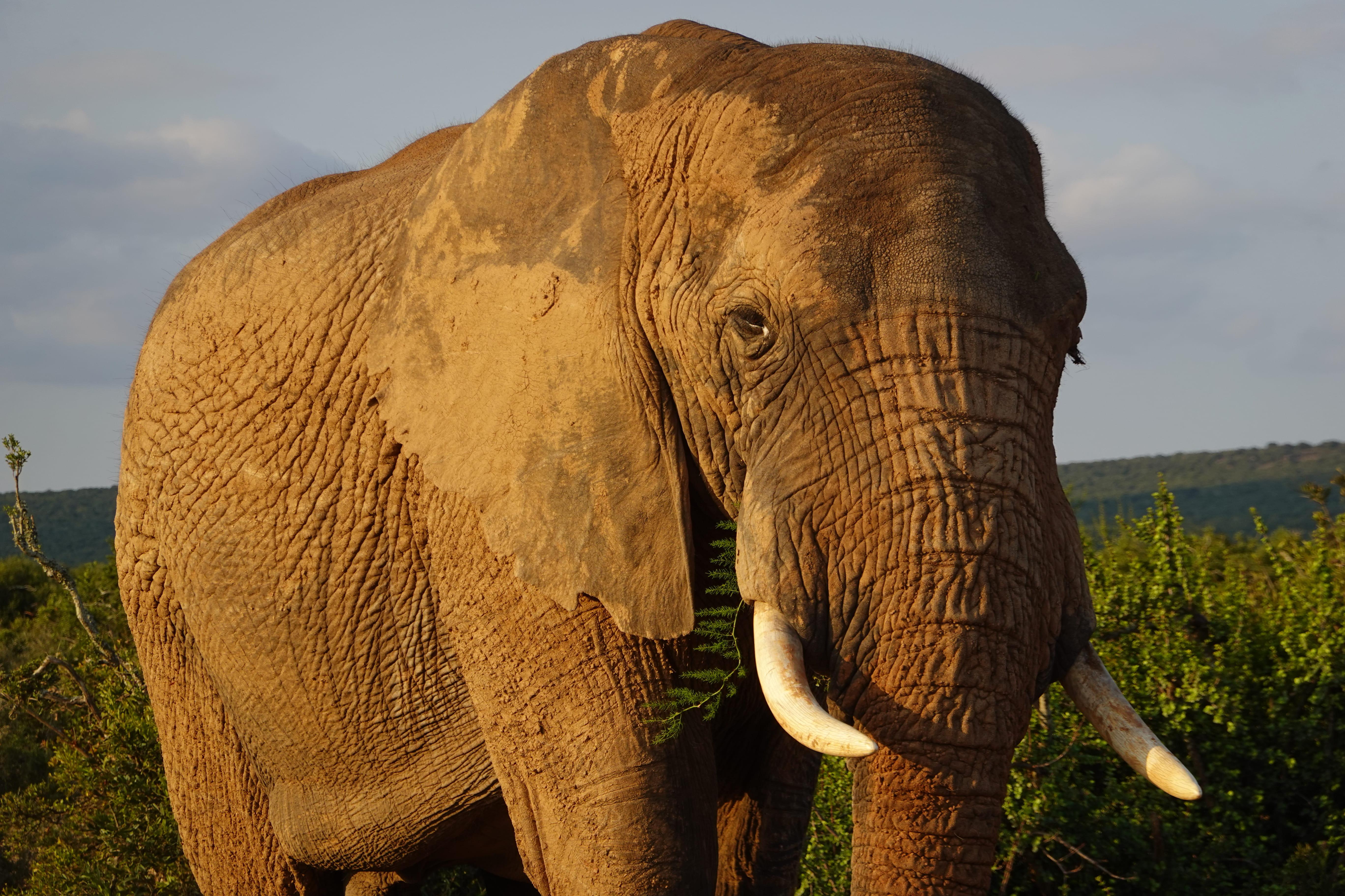 Private Addo Elephant Park Safari & Pick Up/Drop Off – Addo Elephant National Park, South Africa