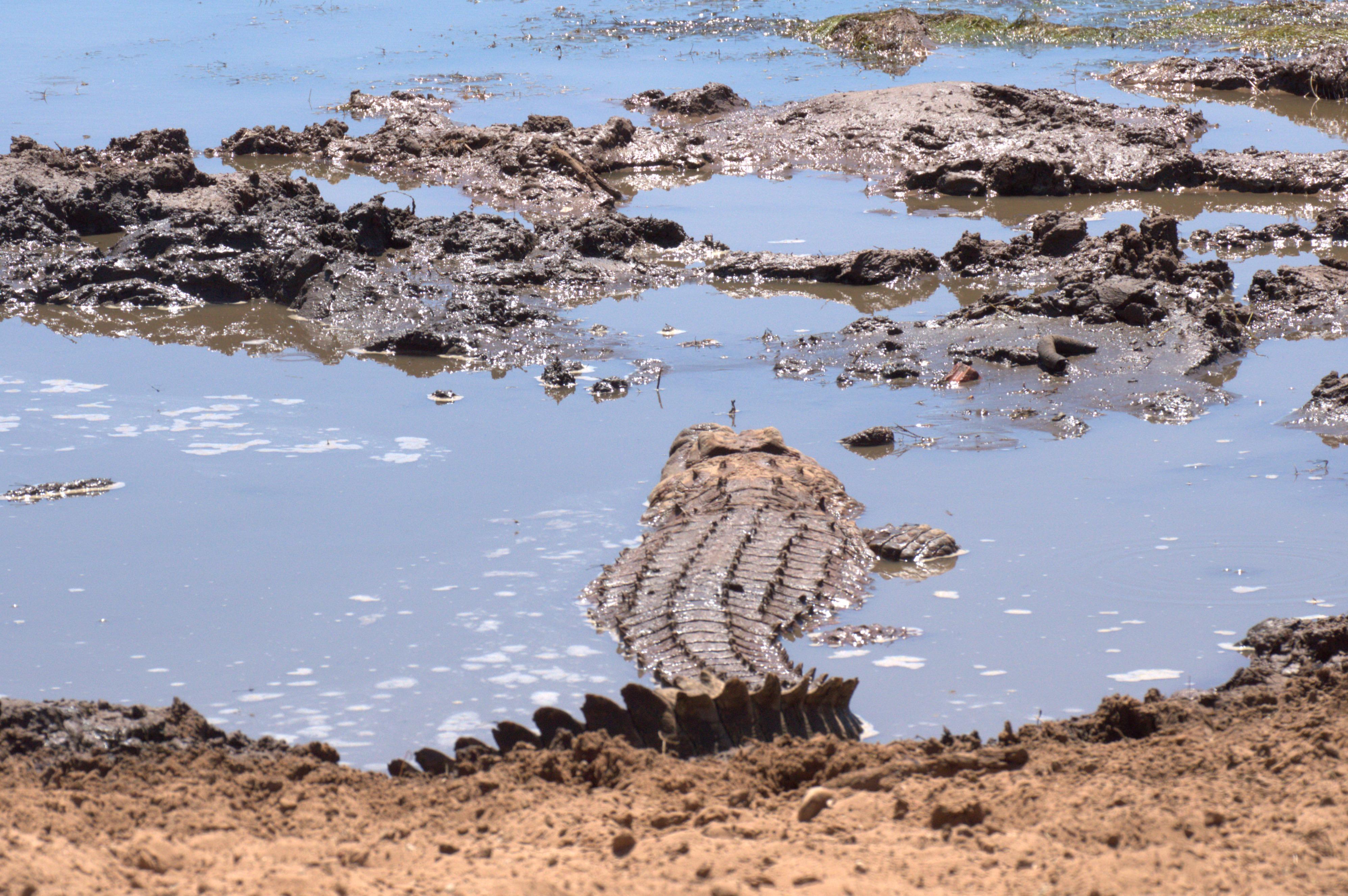 Private Addo & Schotia Full Day Tour – Addo Elephant National Park, South Africa