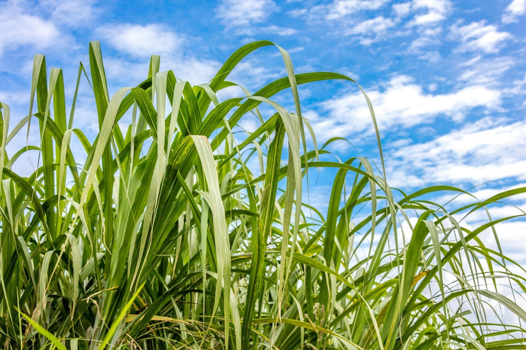 Private: Cultural Higuey & Yuma River Expedition – Higuey, Dominican Republic